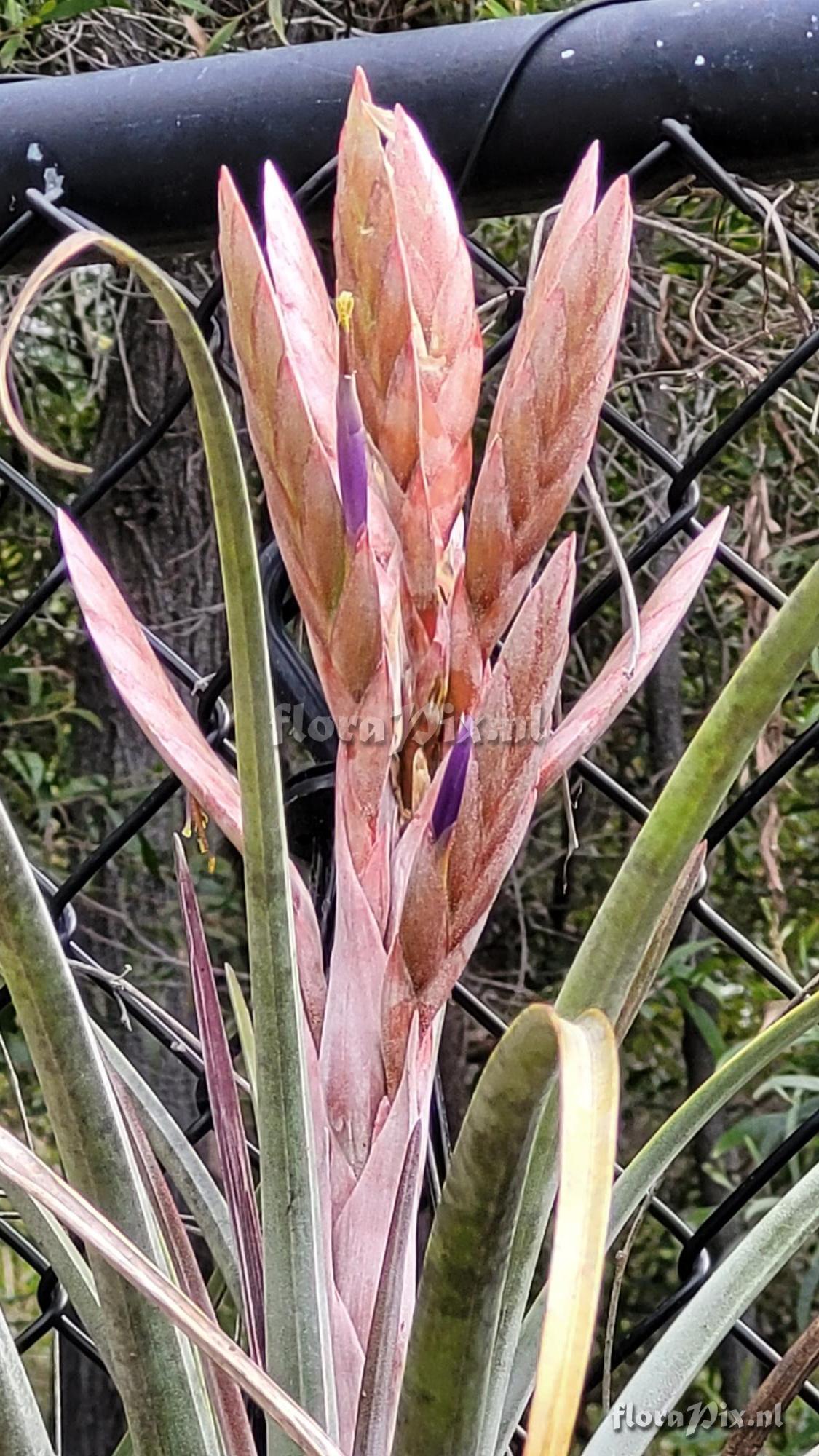 Tillandsia porvenirensis