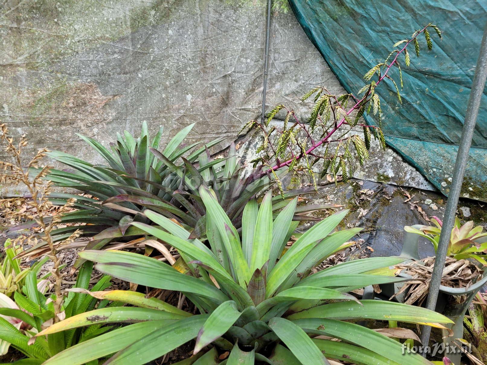 Tillandsia zizkae