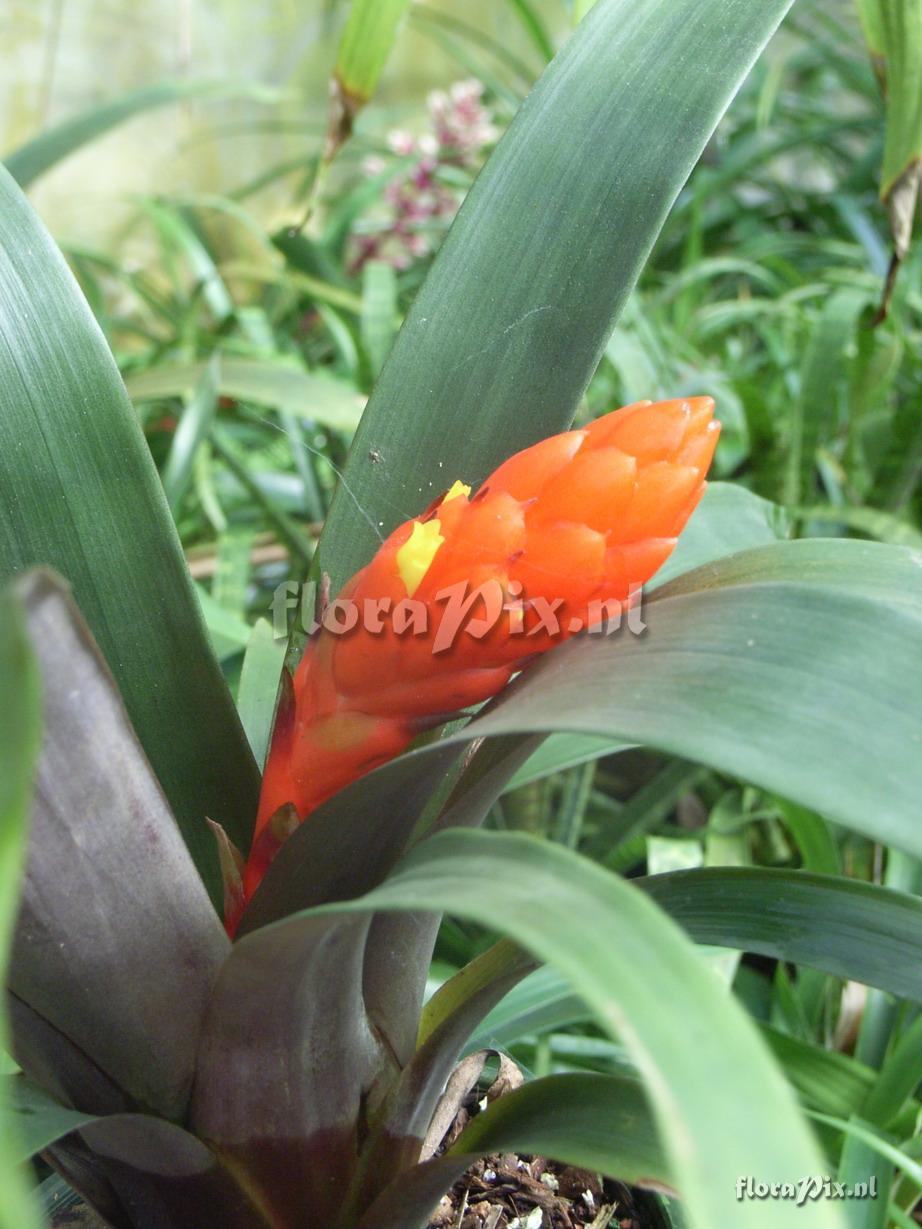 Guzmania melinonis