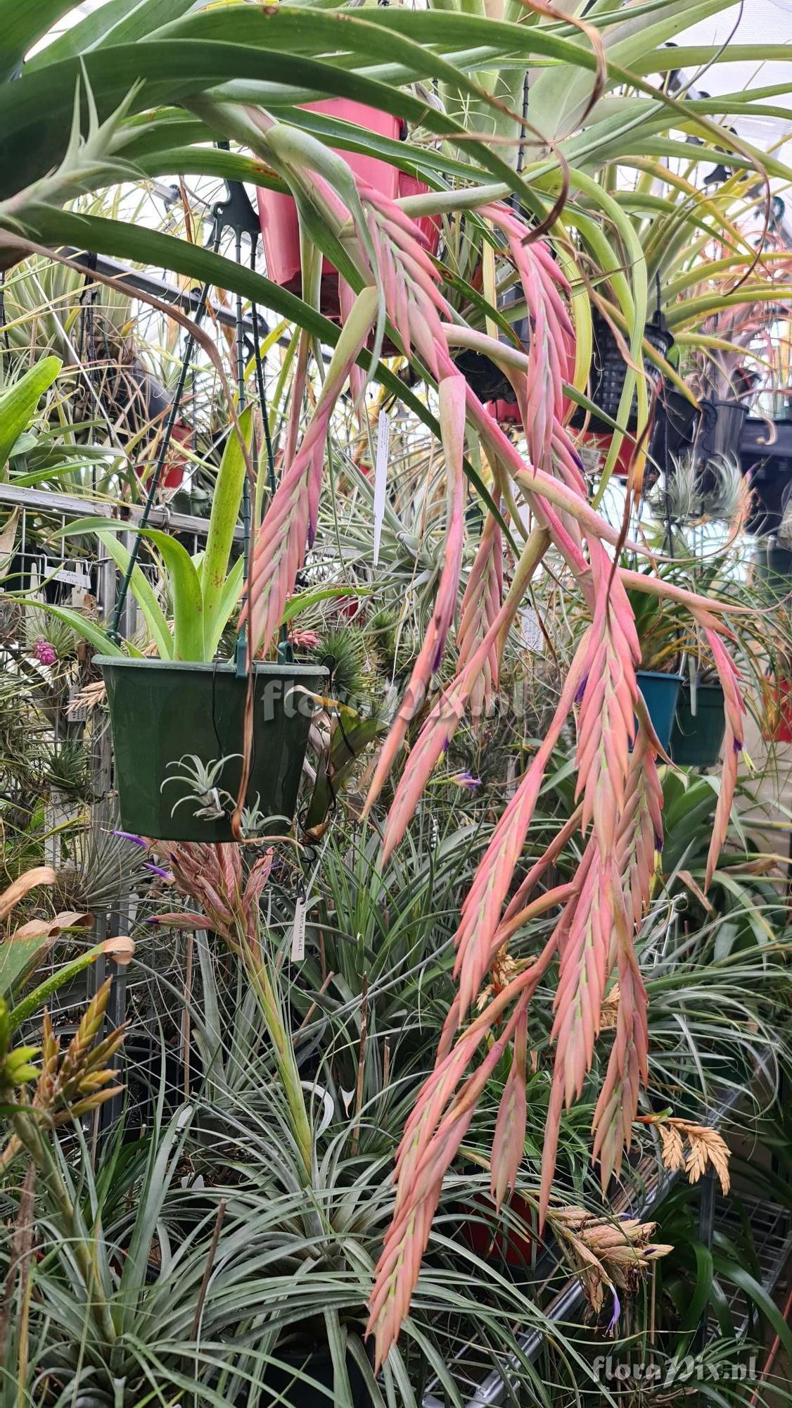 Tillandsia zaragozaensis