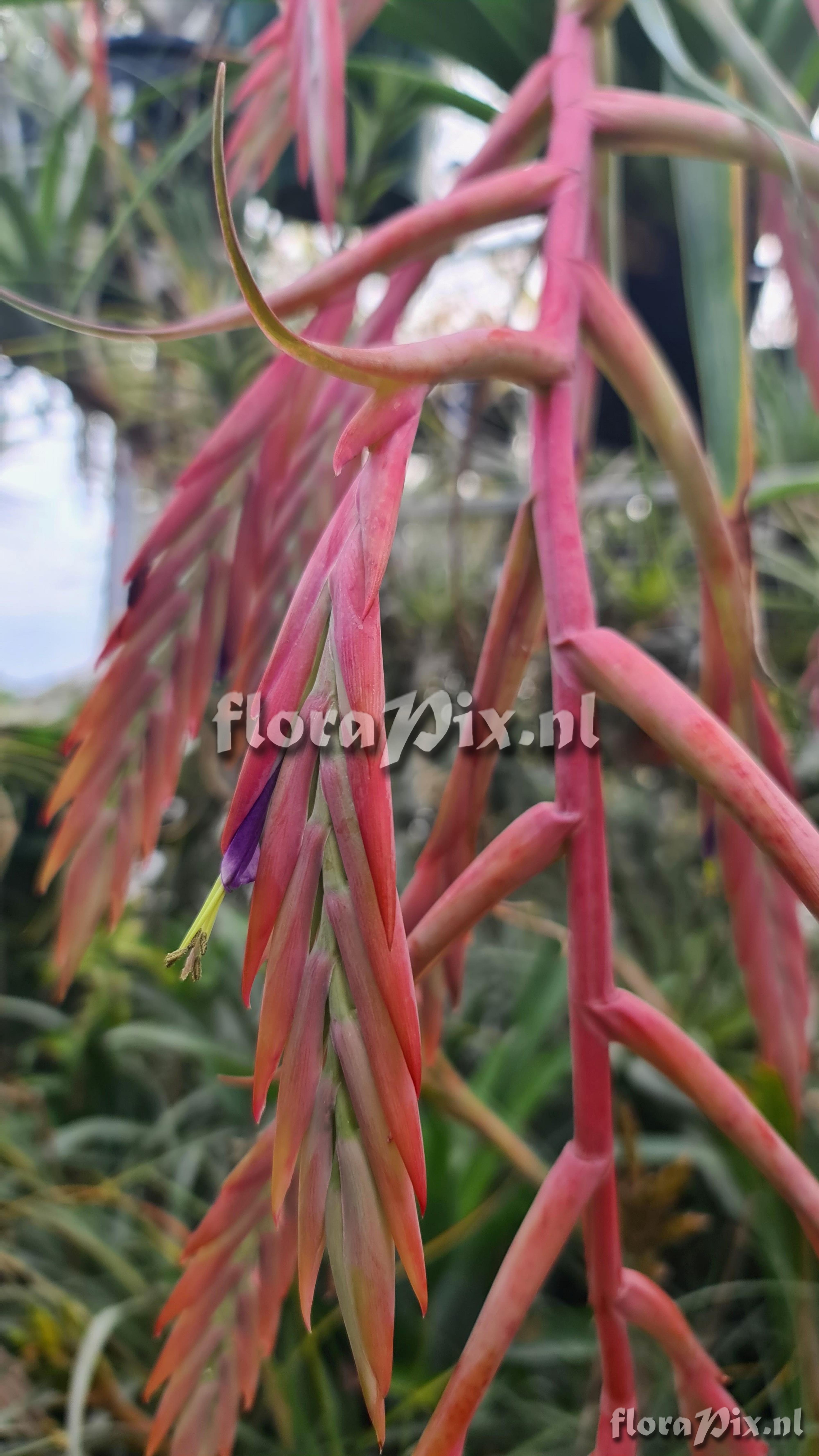 Tillandsia zaragozaensis