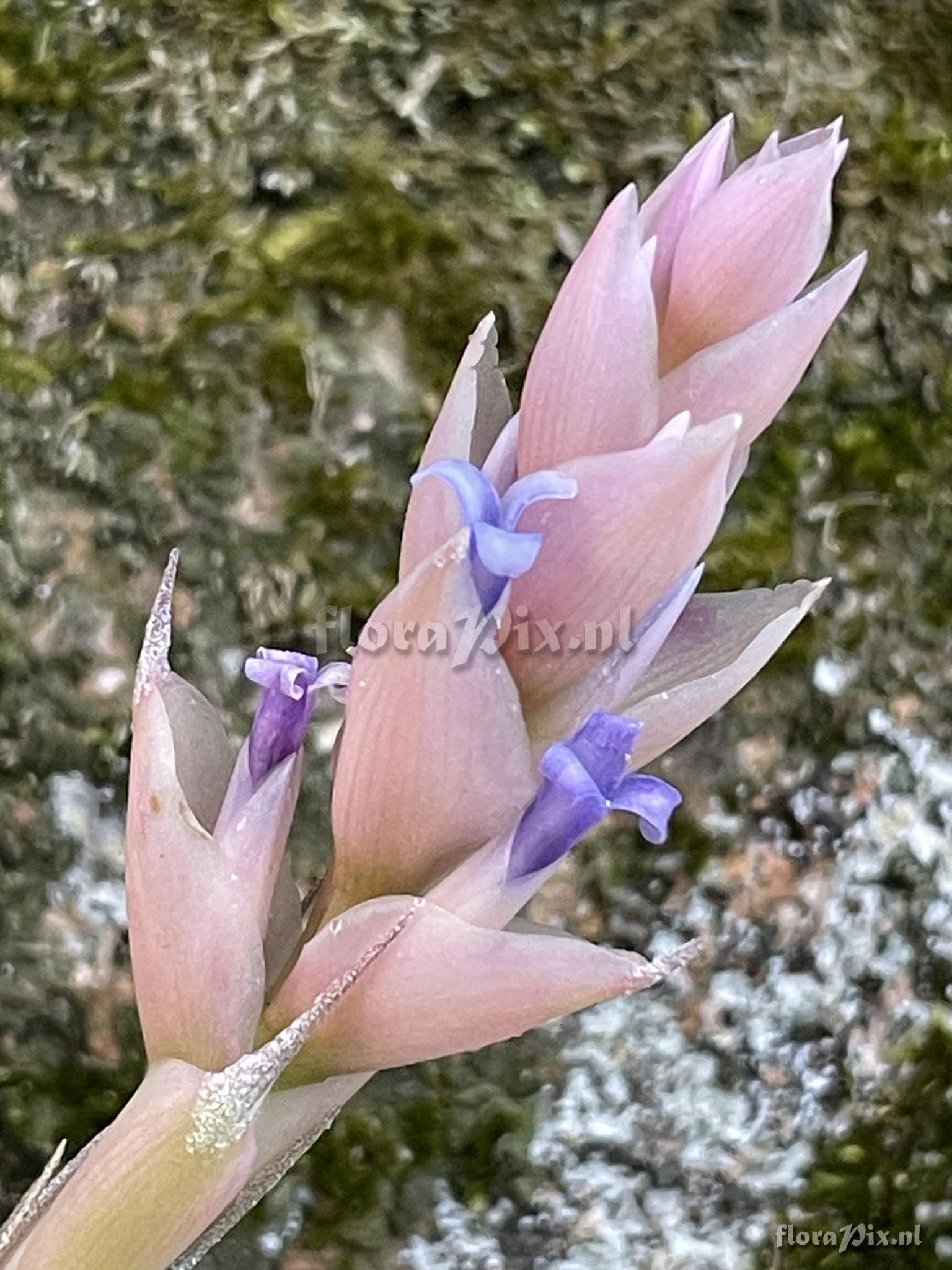 Tillandsia stricta subsp. piniformis