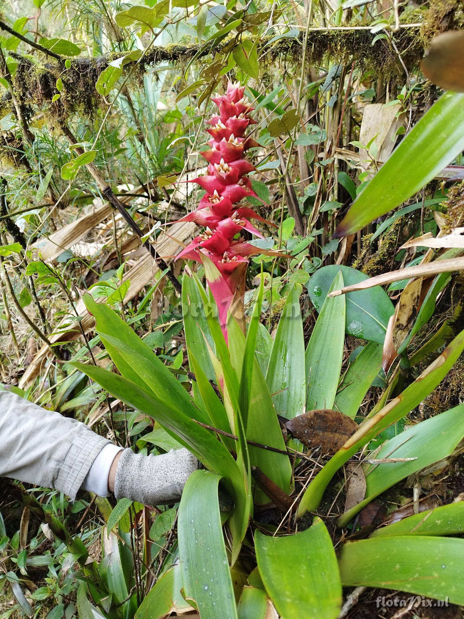 Mezobromelia cf. capituligera (Griseb.) Christenh.