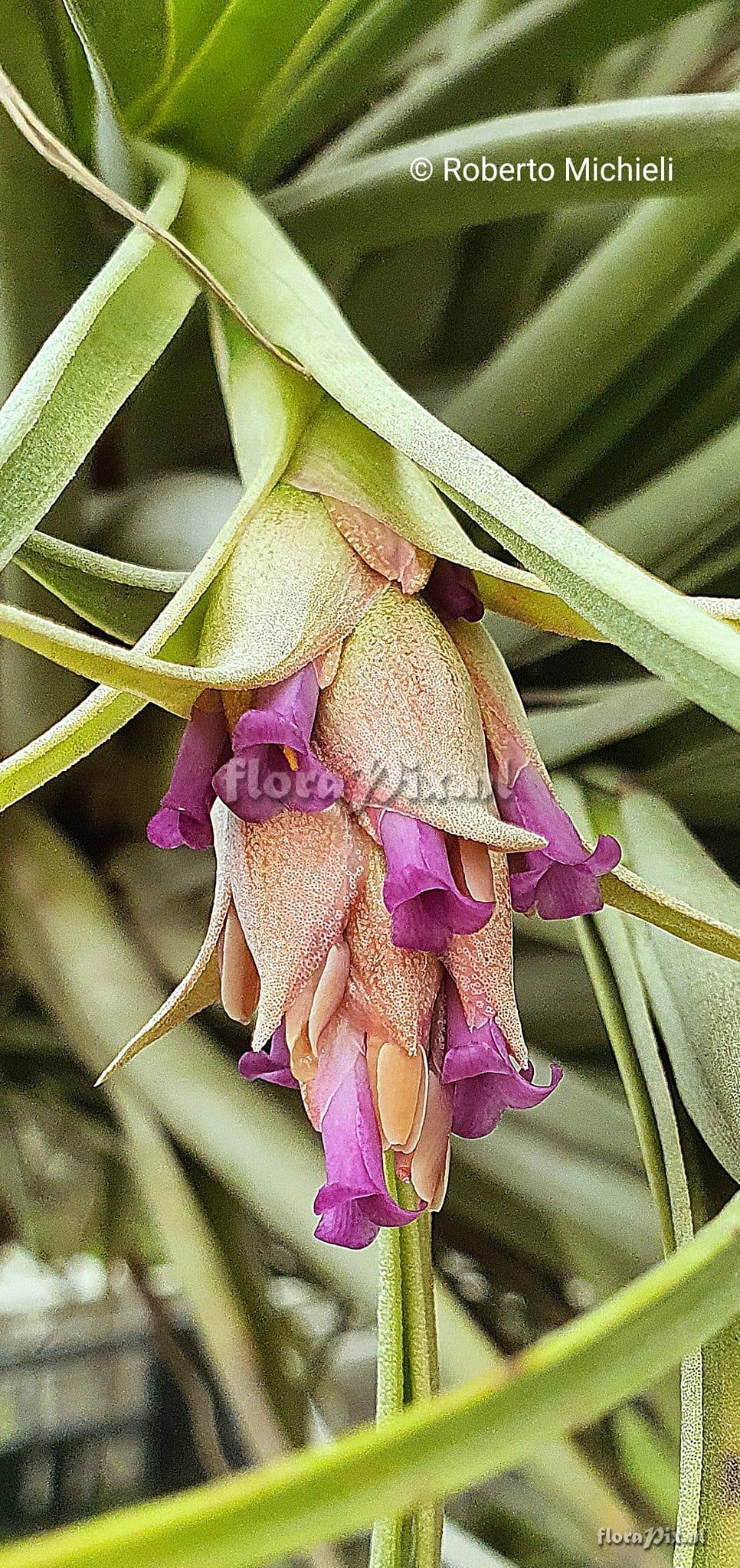 Tillandsia sphaerocephala