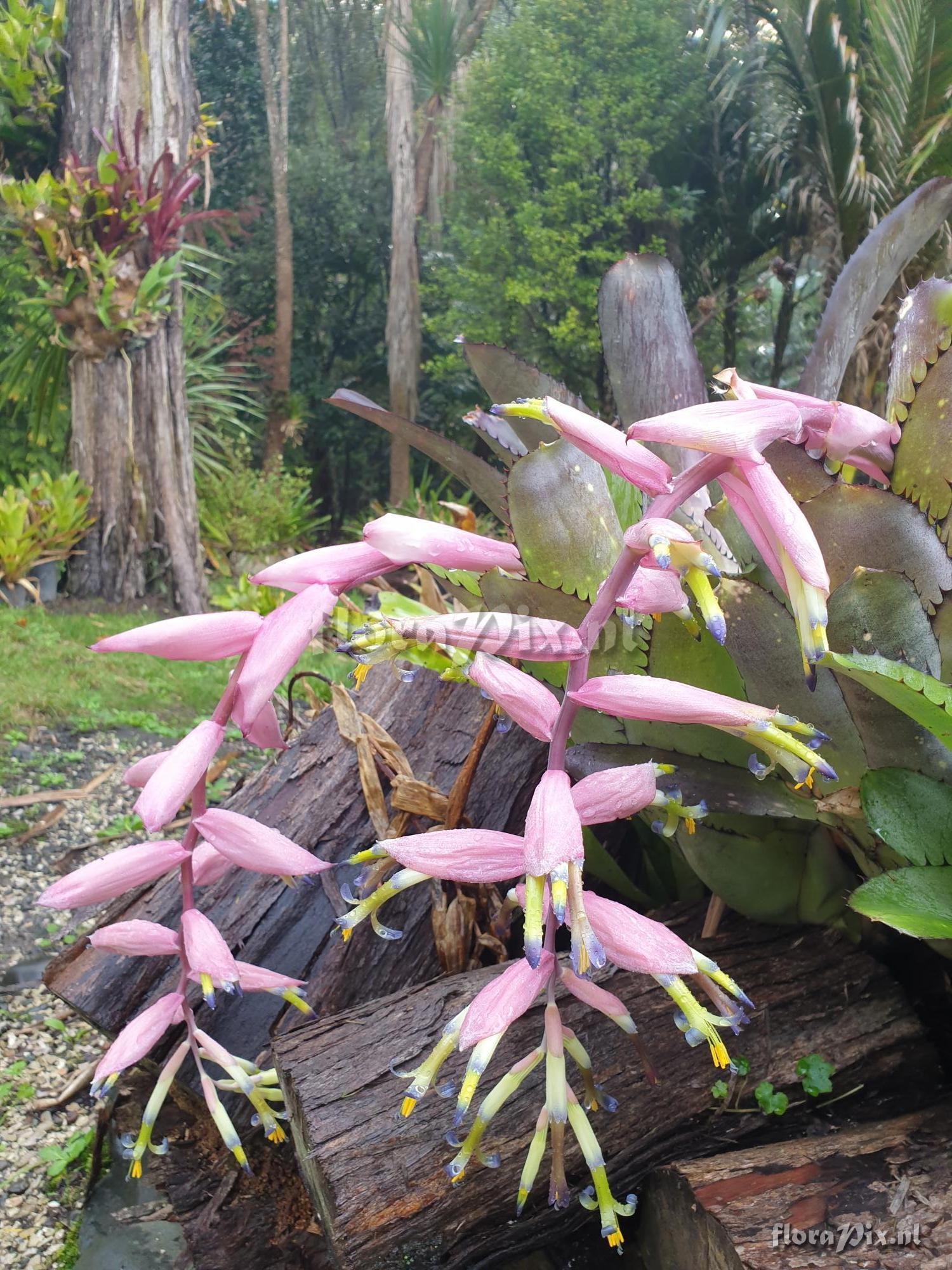 Billbergia sanderiana