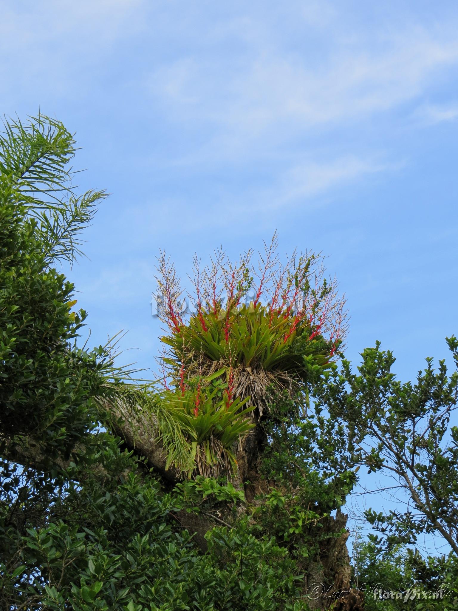 Vriesea philippocoburgi