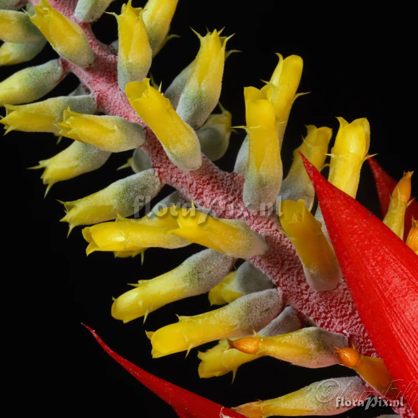 Aechmea nudicaulis var. nudicaulis