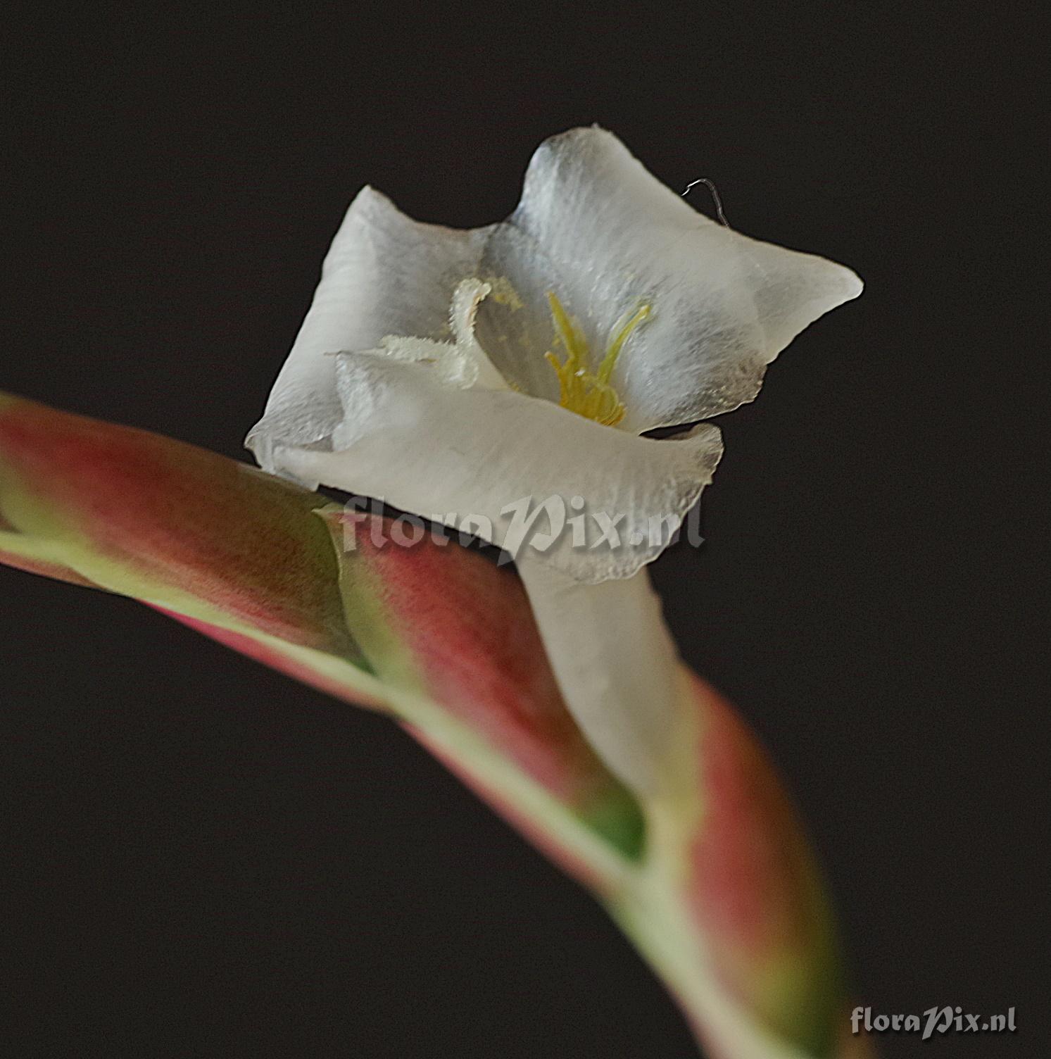 Tillandsia arequitae