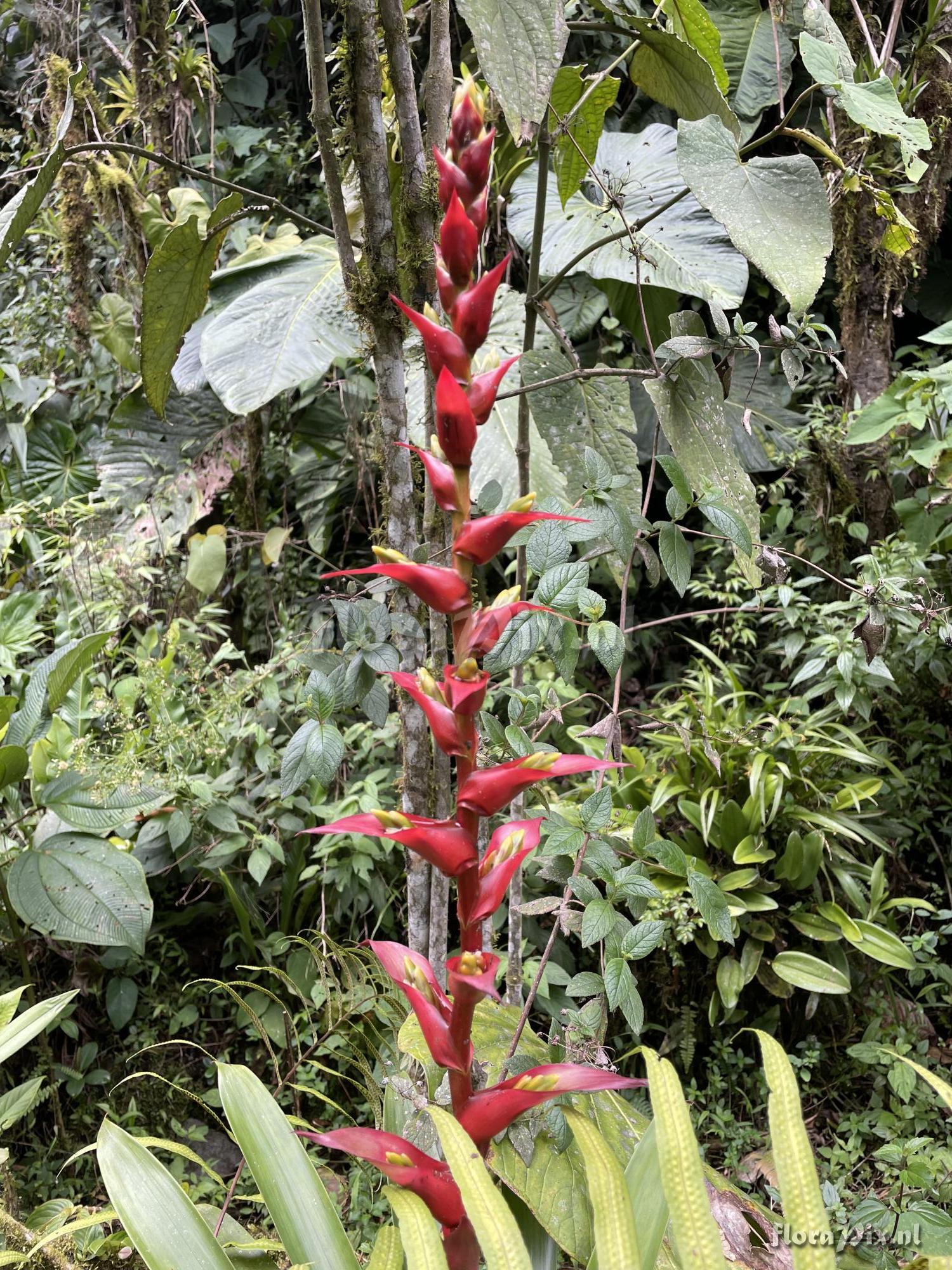 Mezobromelia aff. pleiosticha