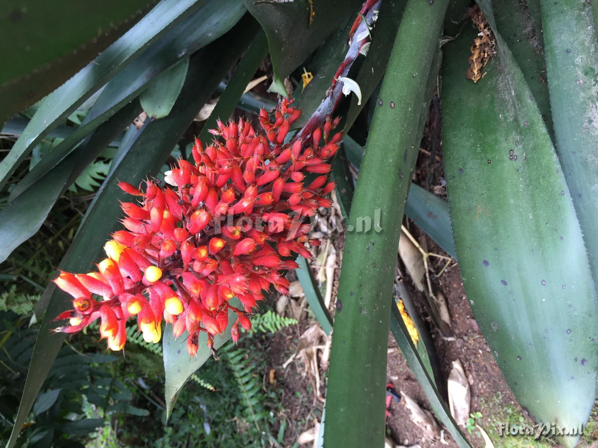 Aechmea caudata