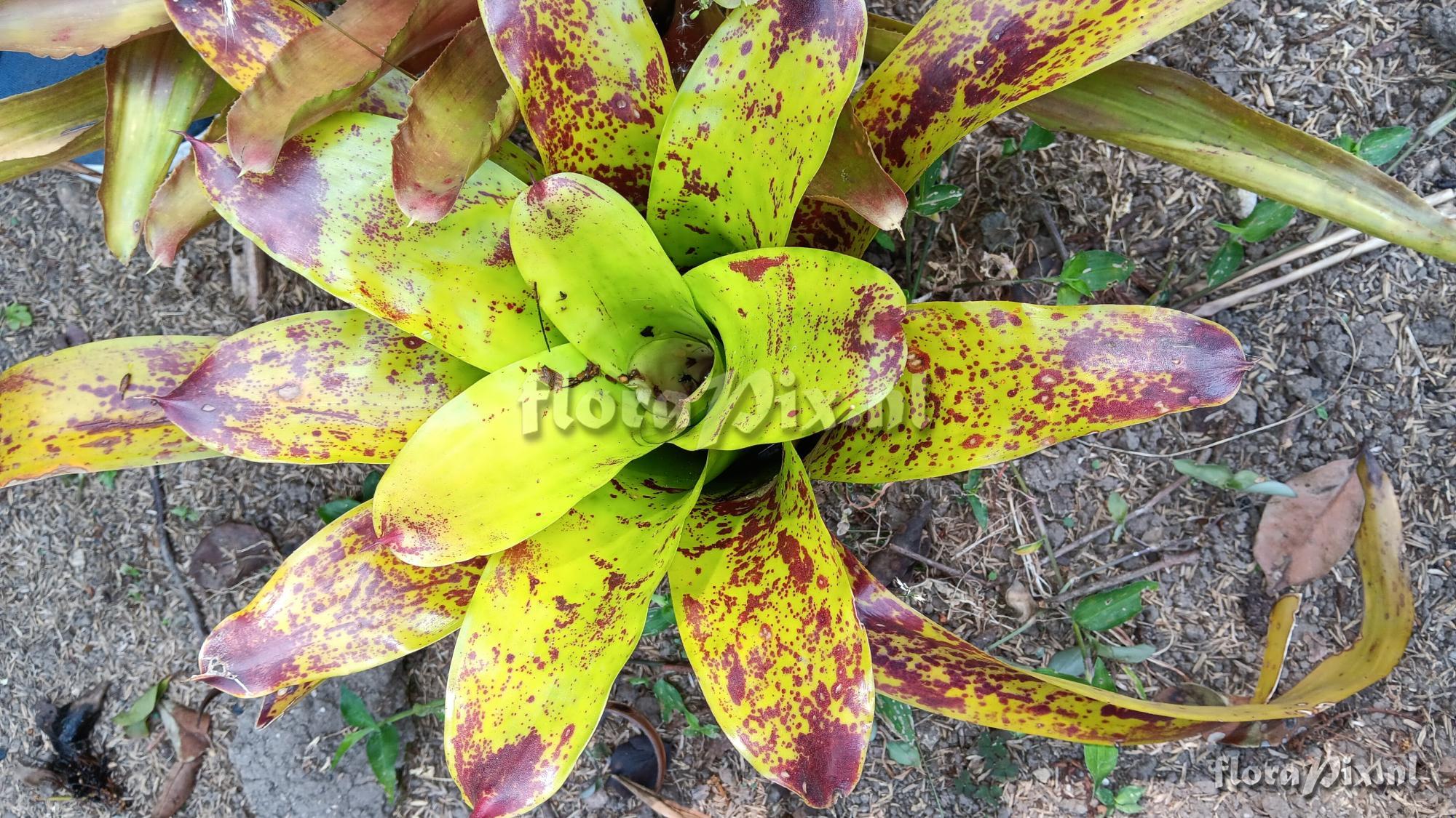 Neoregelia kautskyi