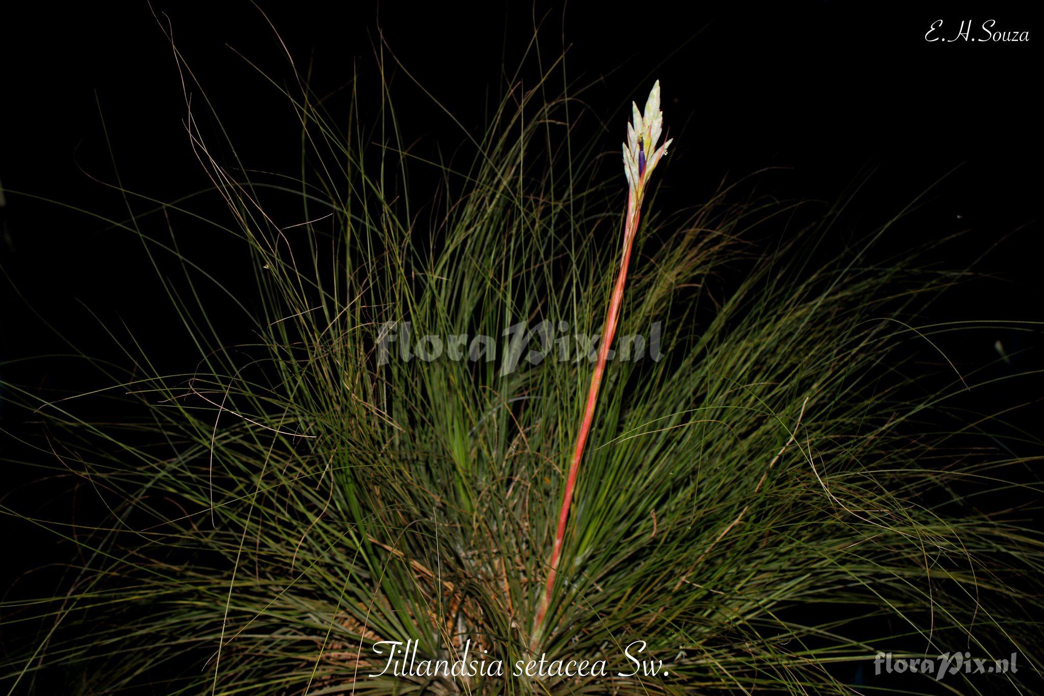 Tillandsia setacea