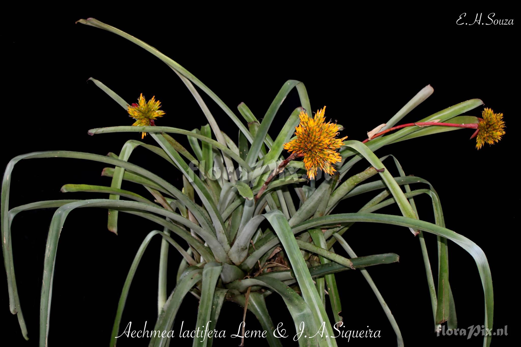 Aechmea lactifera