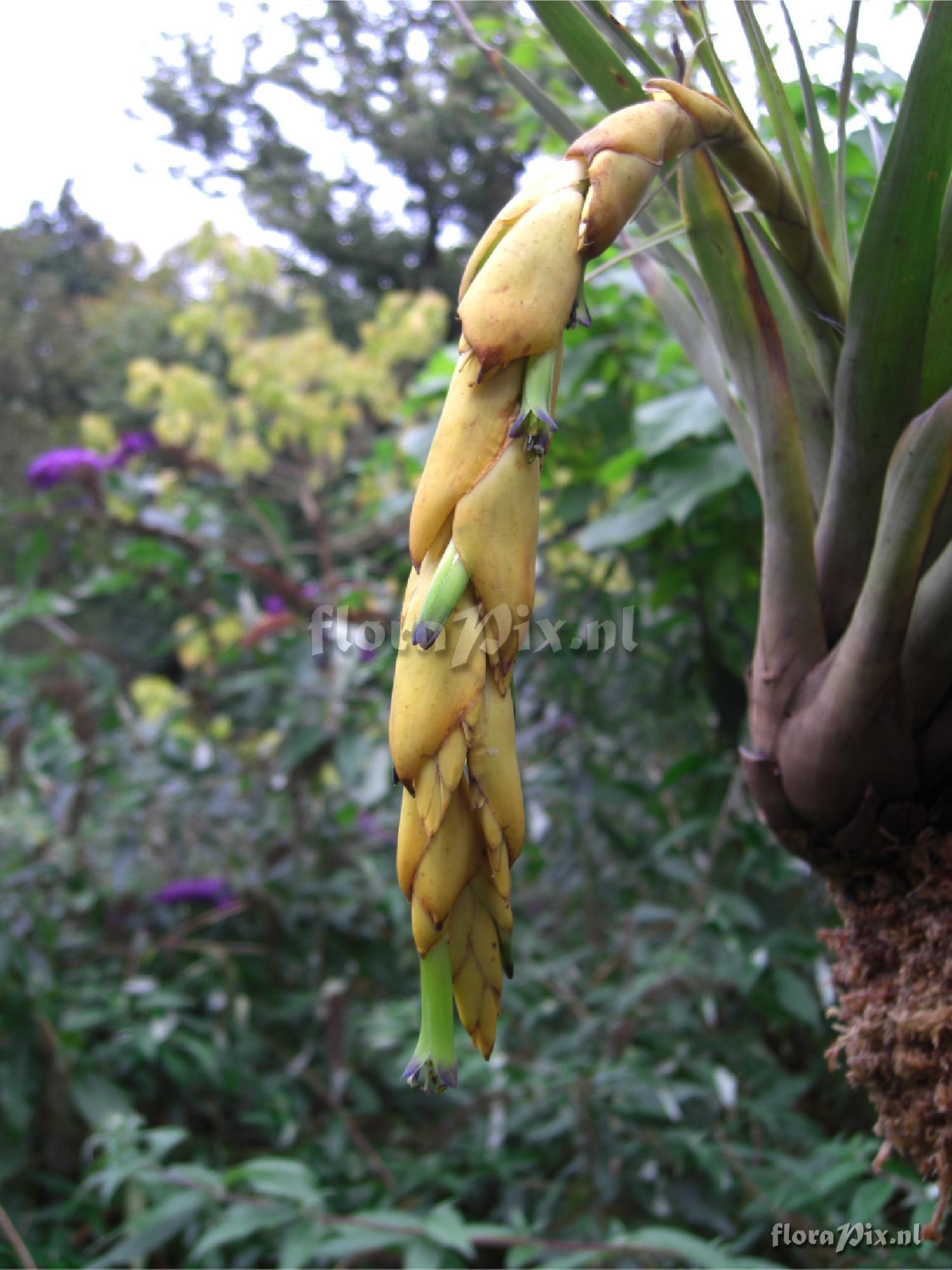 Vriesea tequendamae - flower detail