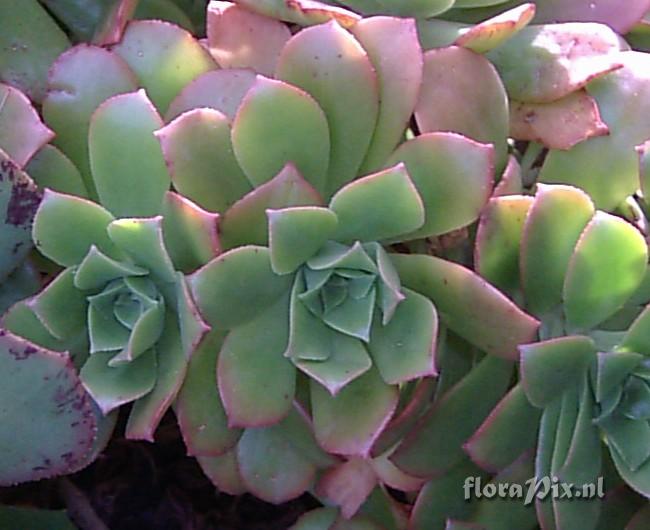 Aeonium decorum