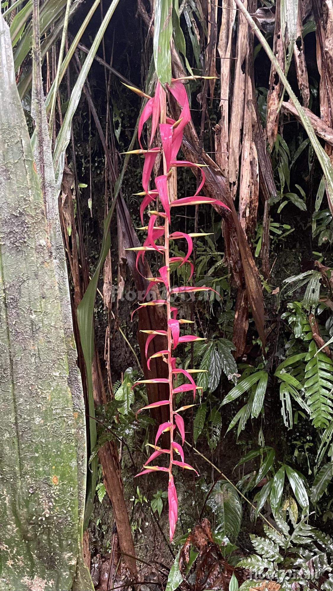 Pitcairnia stevensonii