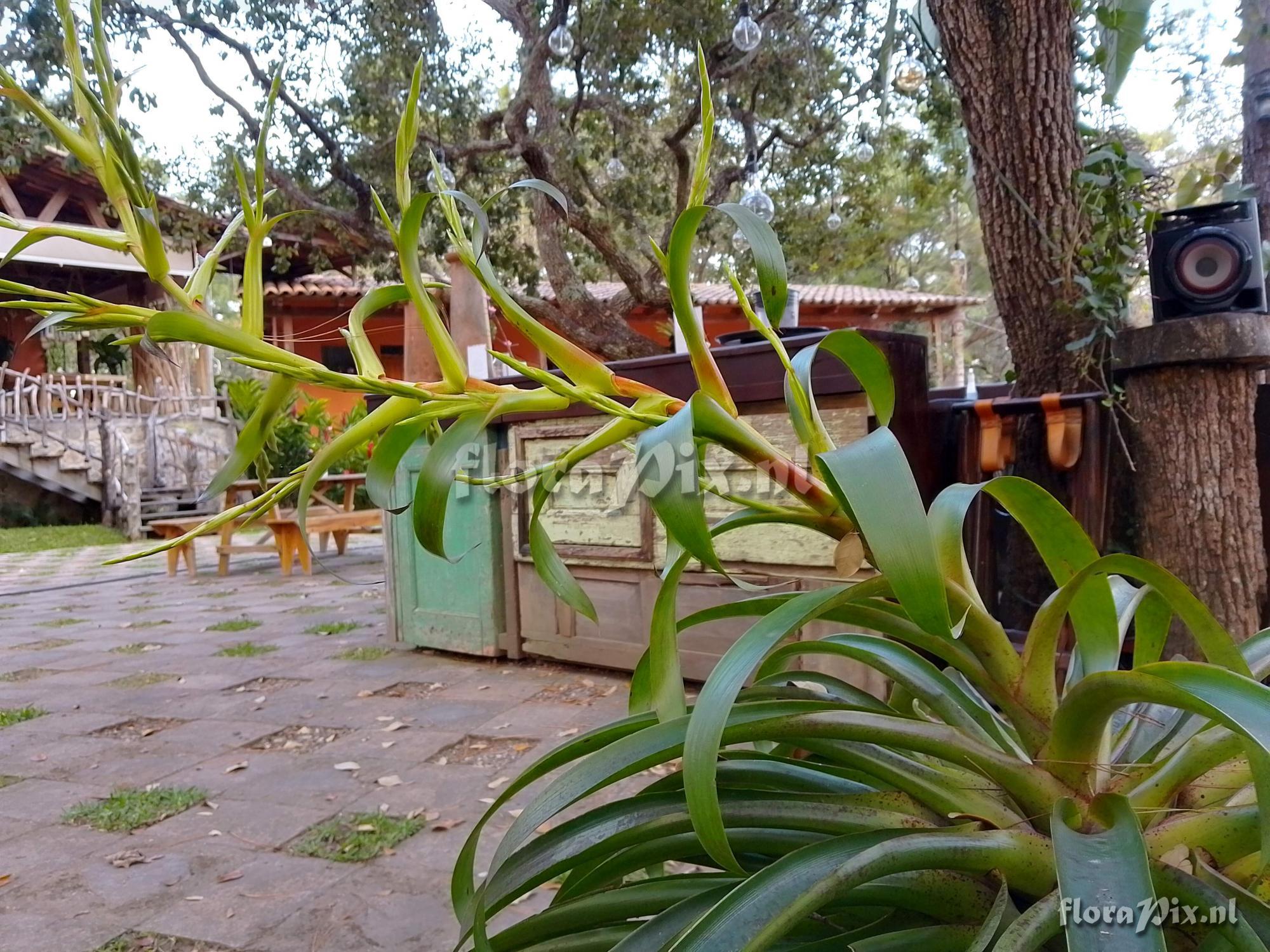 Tillandsia cyanea