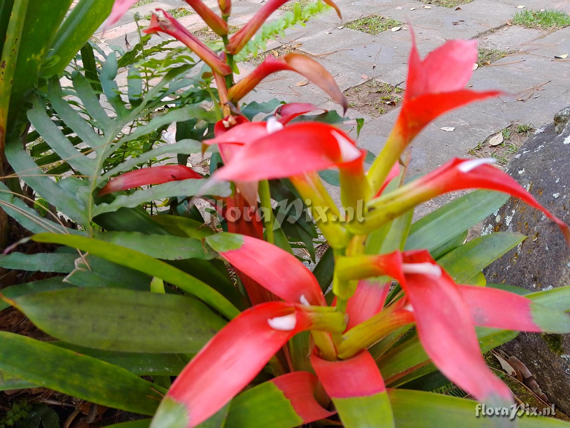 Guzmania wittmackii