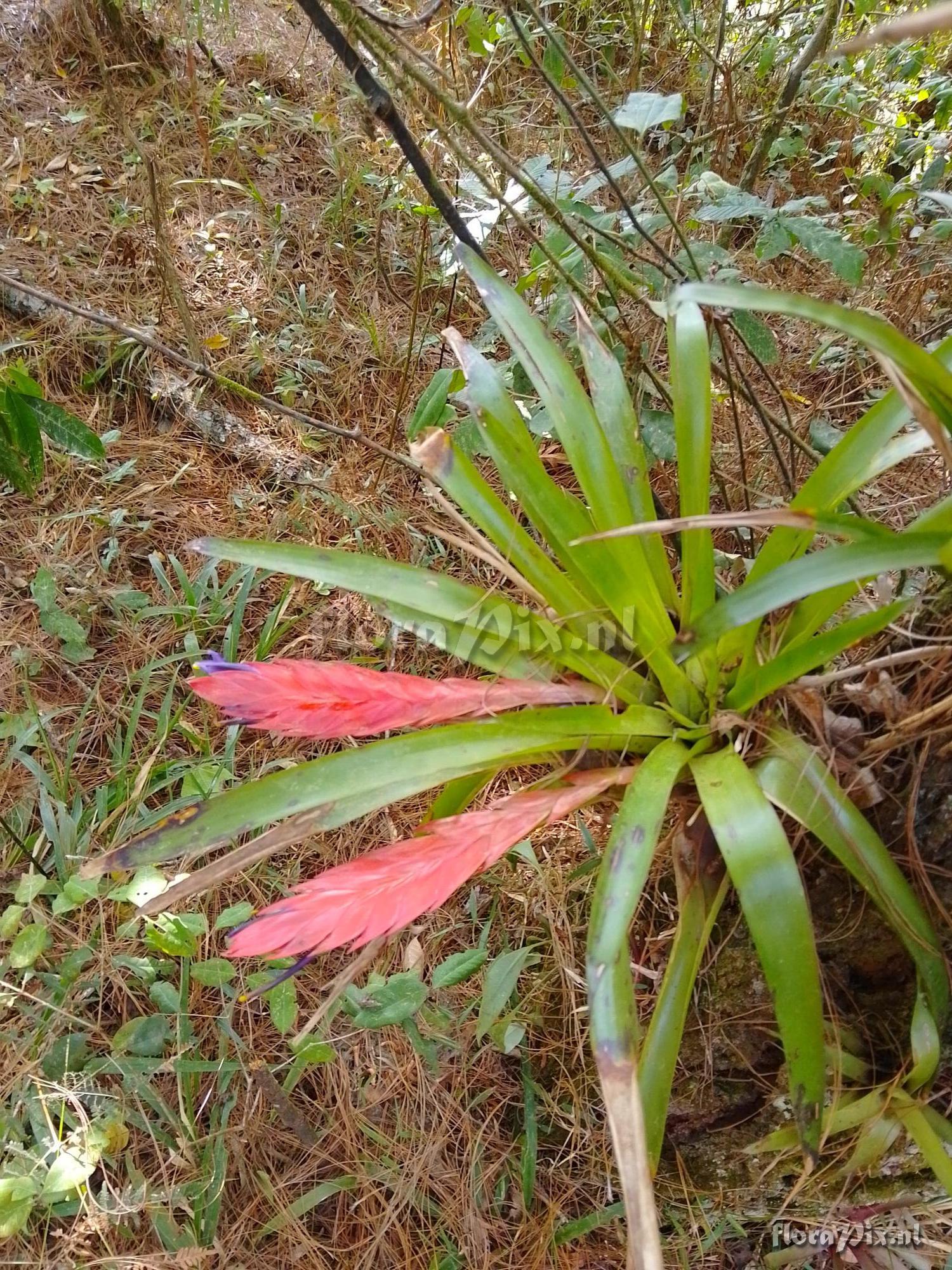 Tillandsia multicaulis