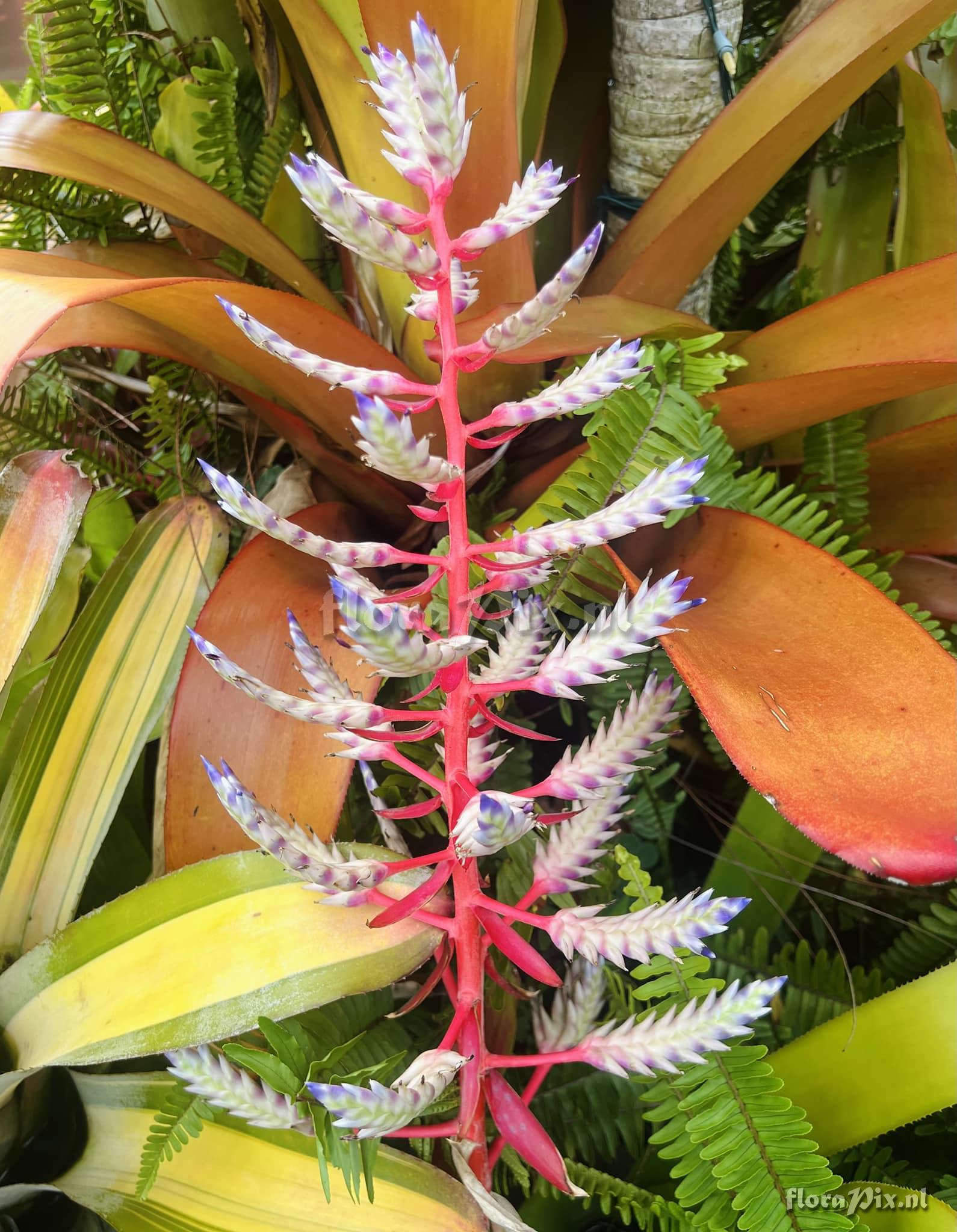 Aechmea dichlamydea var. trinitensis