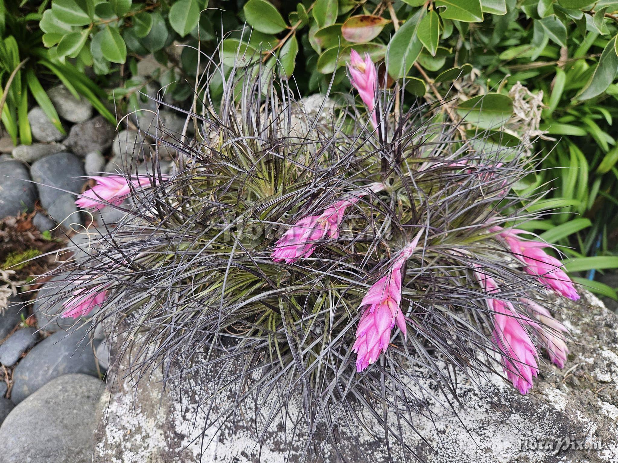 Tillandsia stricta