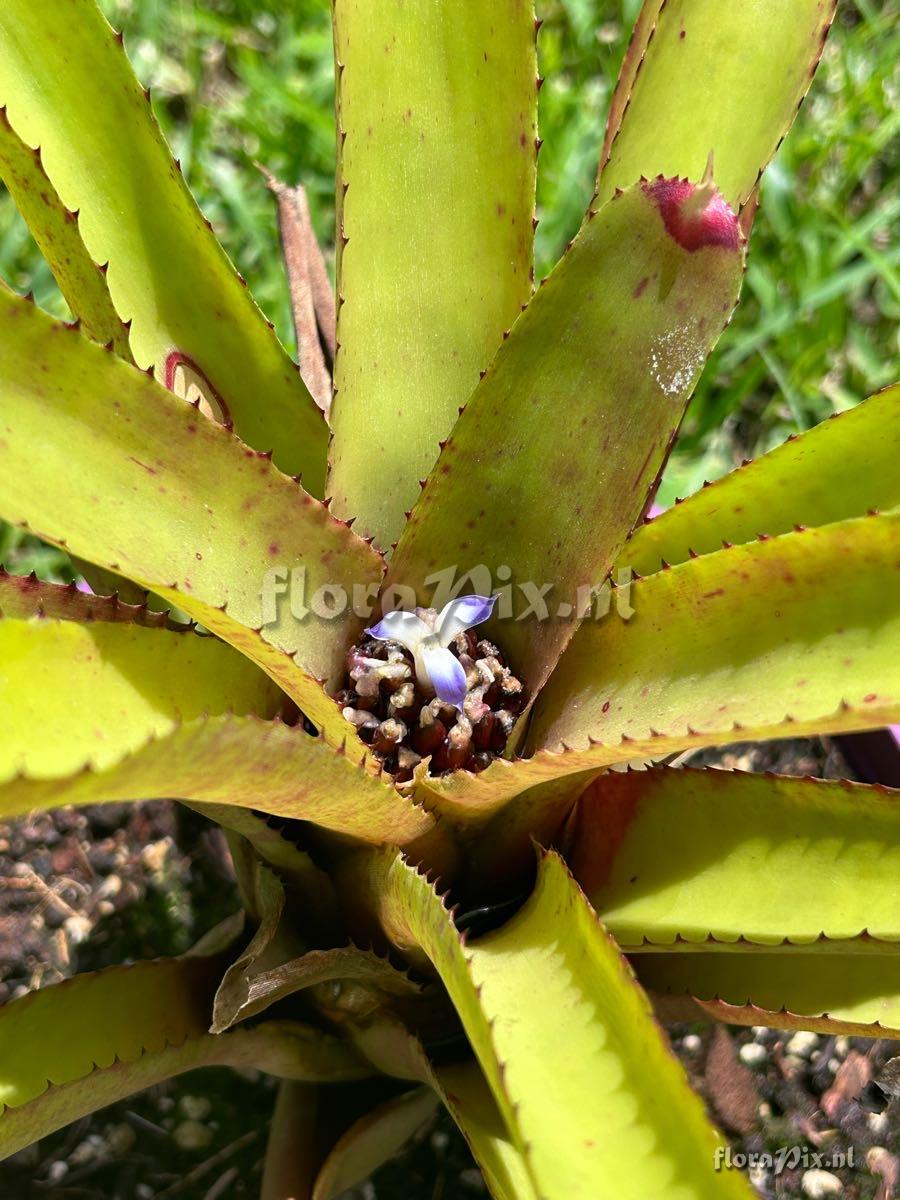 Neoregelia binotii