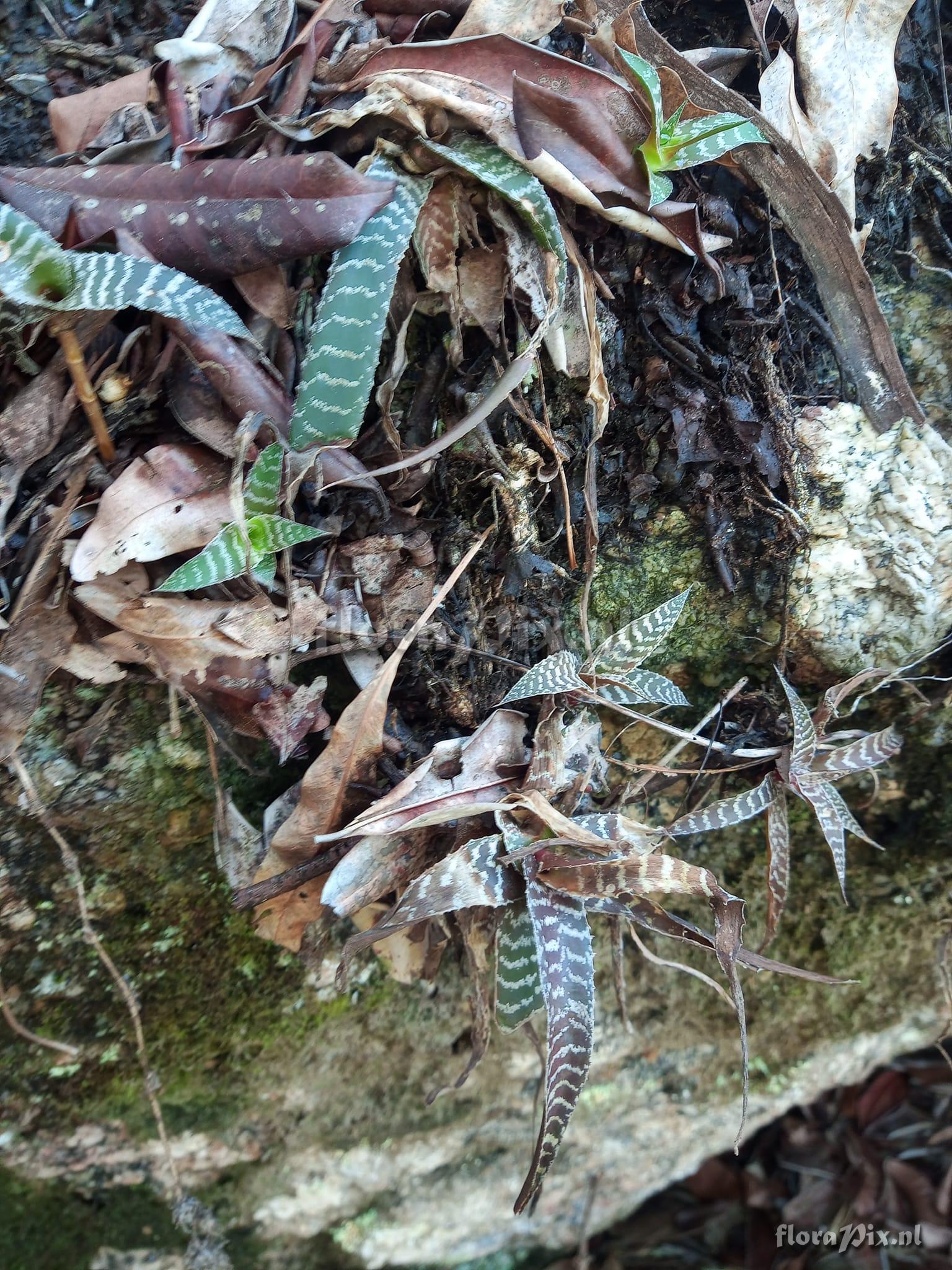 Orthophytum gurkenii