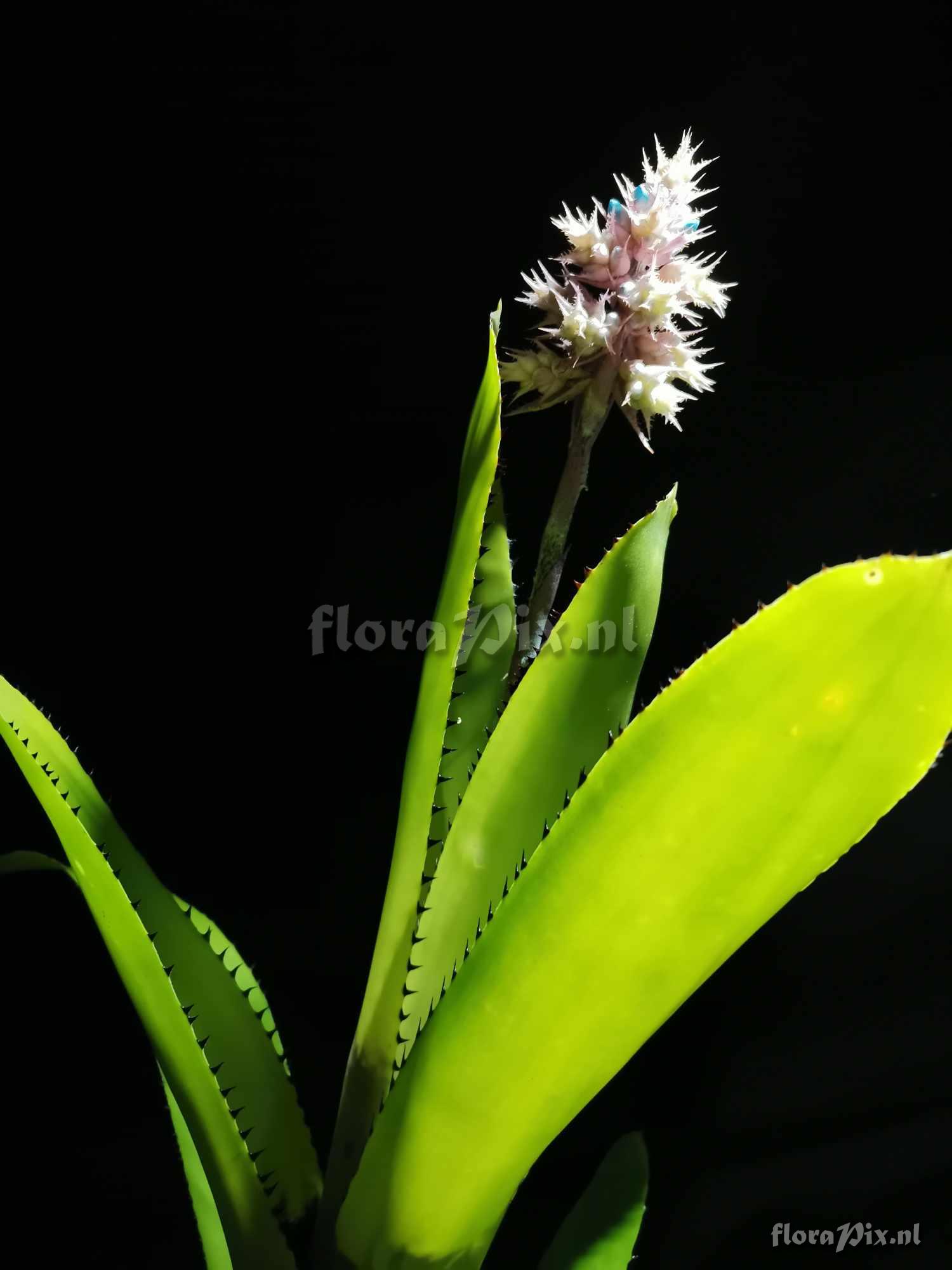 Aechmea caesia