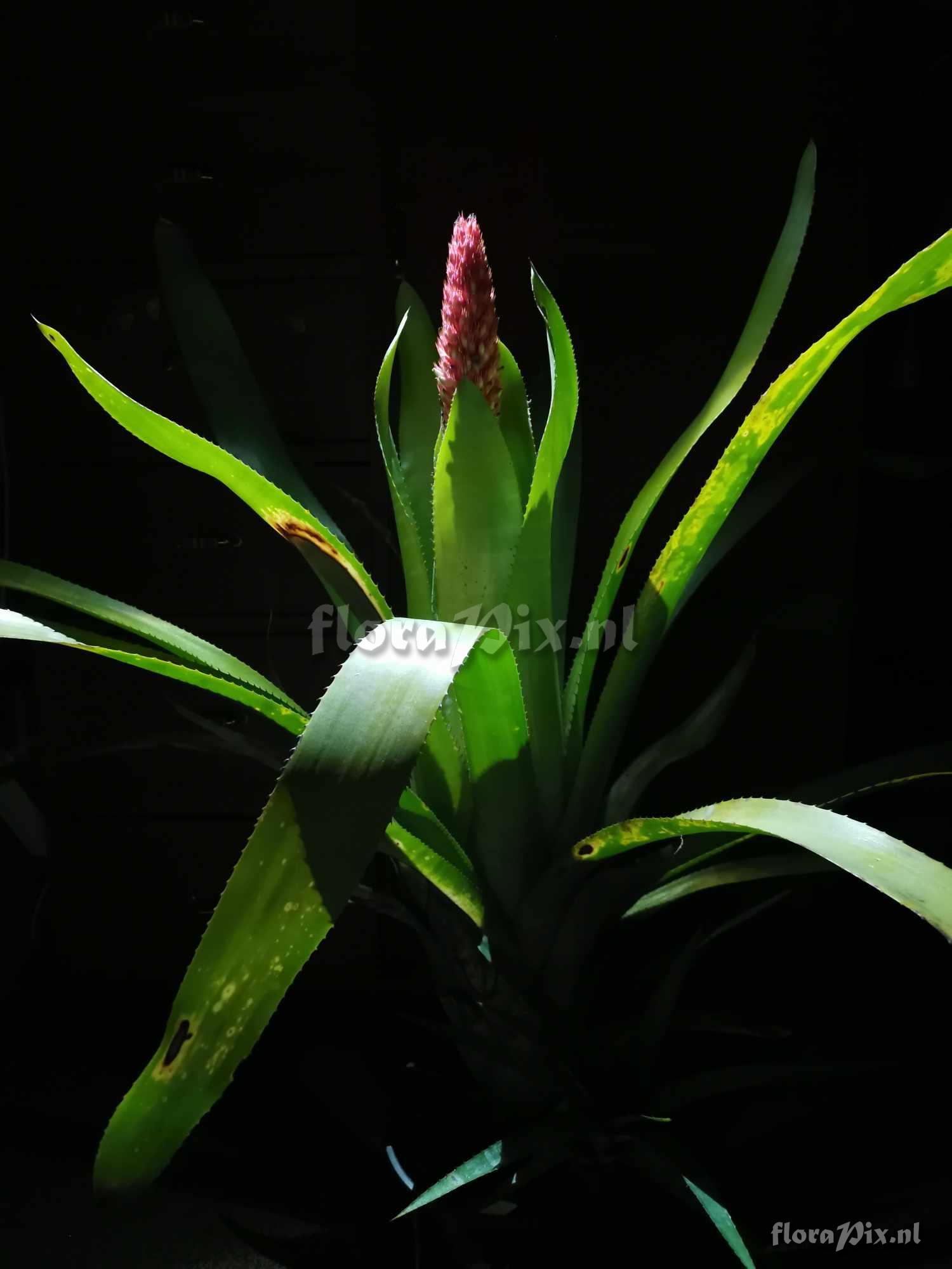 Aechmea phanerophlebia