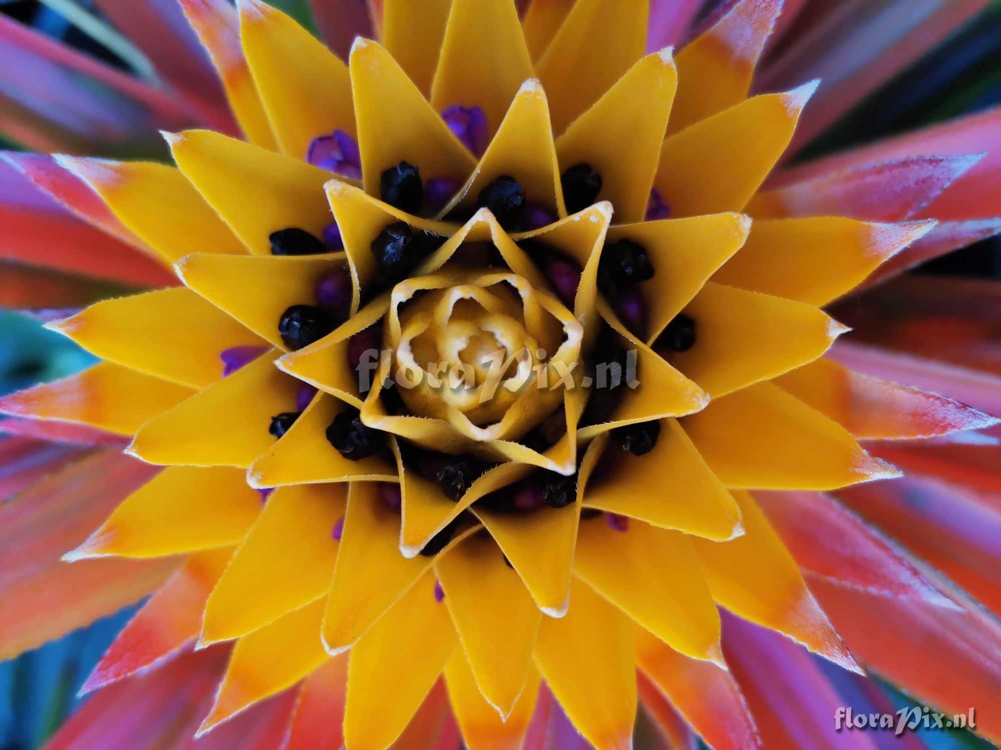 Aechmea biflora