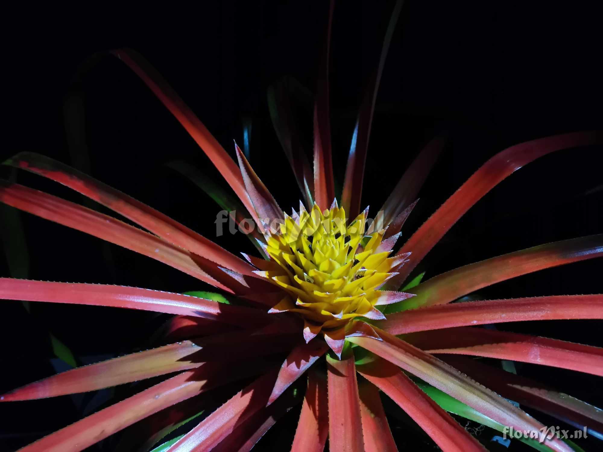 Aechmea biflora