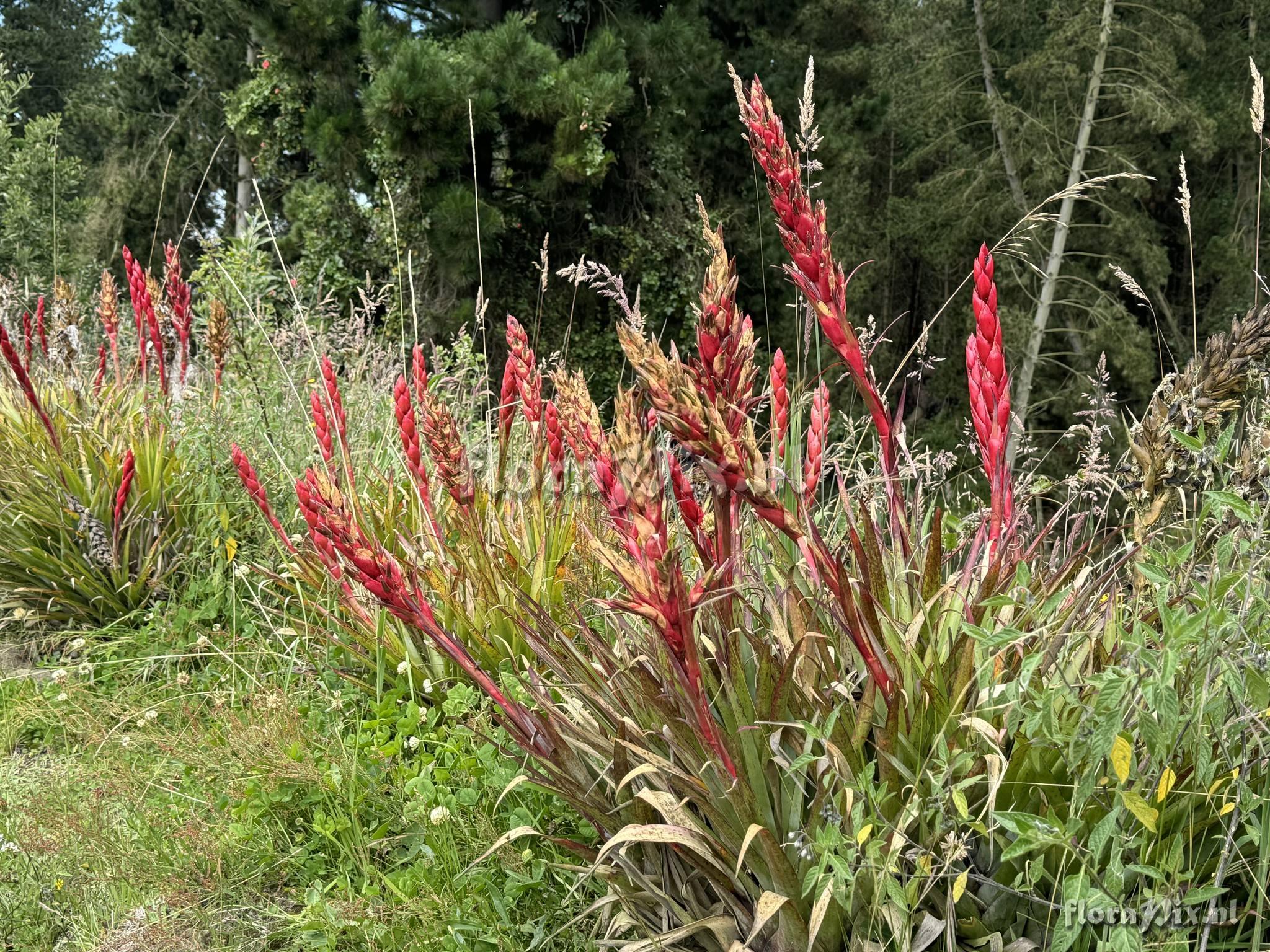 Tillandsia grovesiae