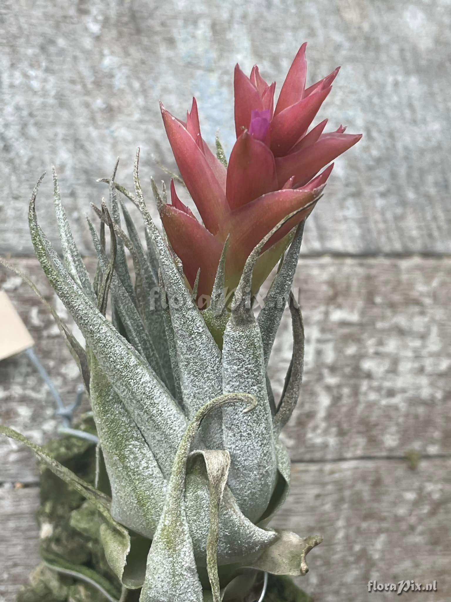 Tillandsia organensis