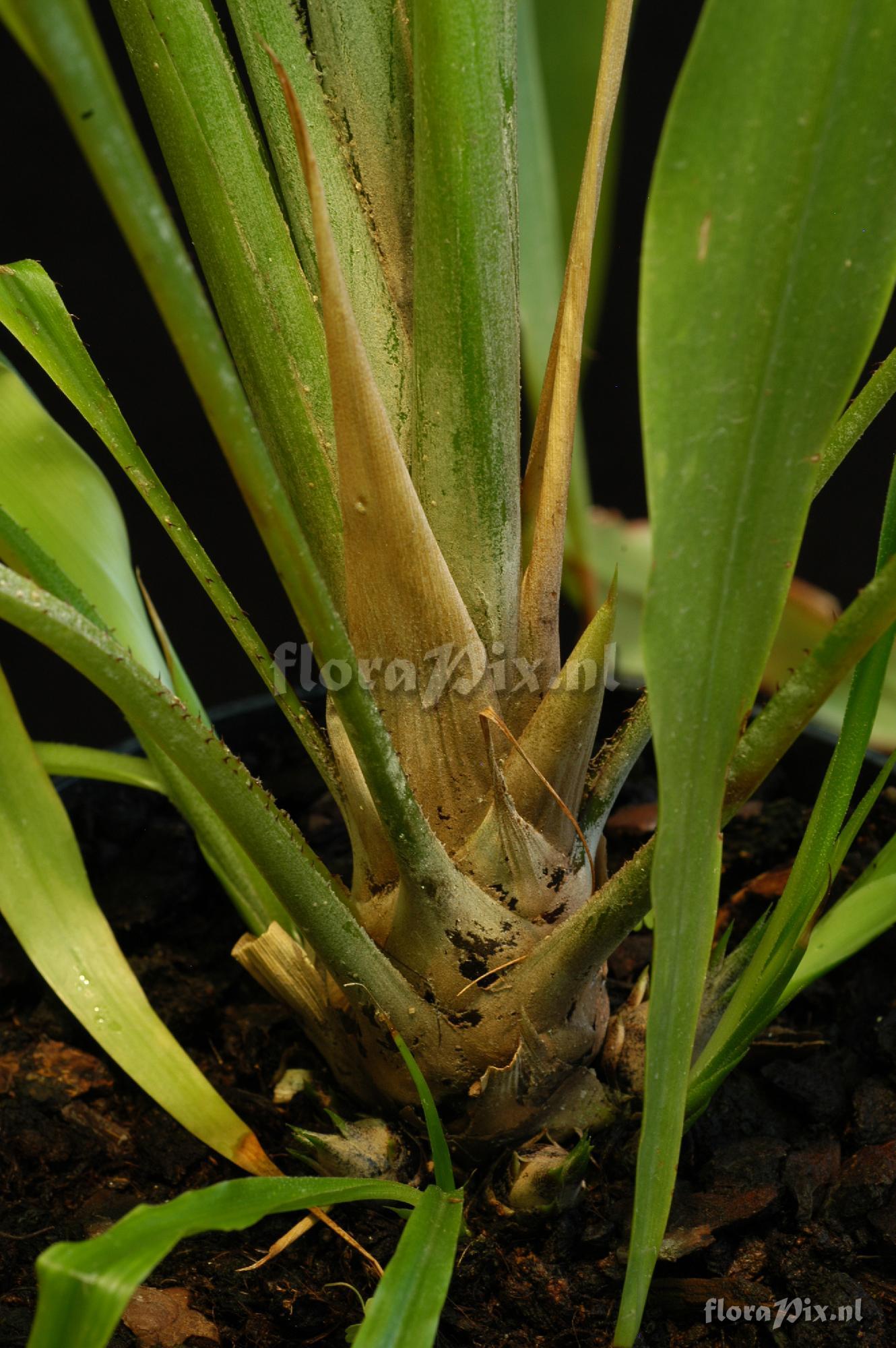 Pitcairnia imbricata