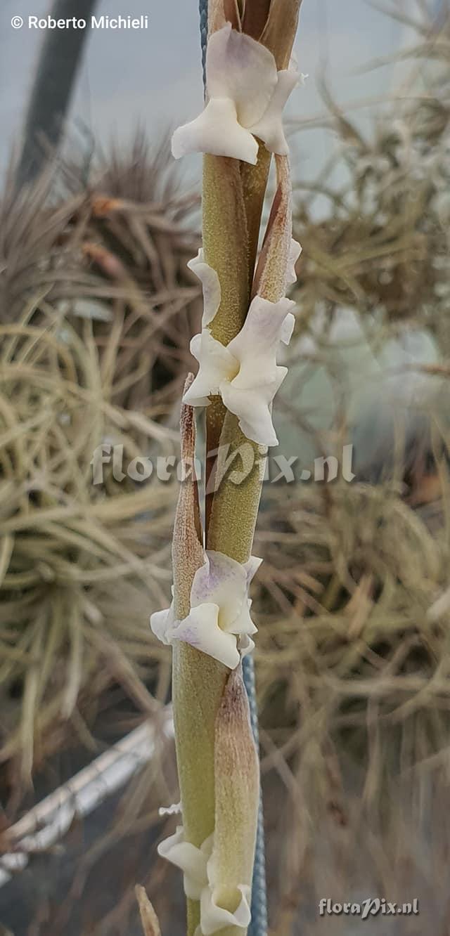 Tillandsia duratii