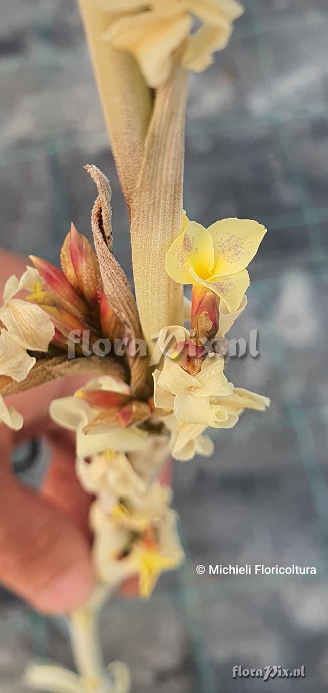 Tillandsia duratii