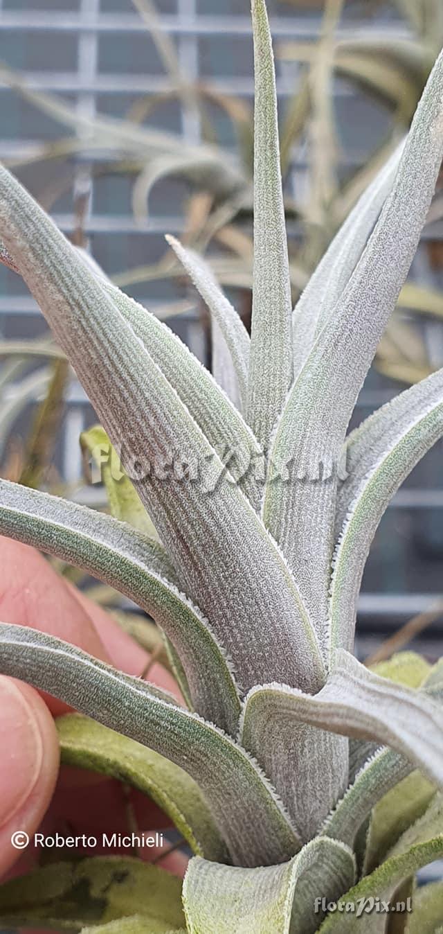 Tillandsia hegeri