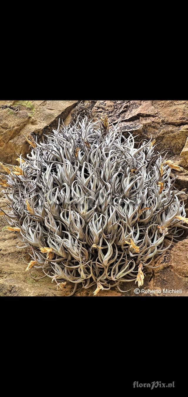 Tillandsia xiphioides