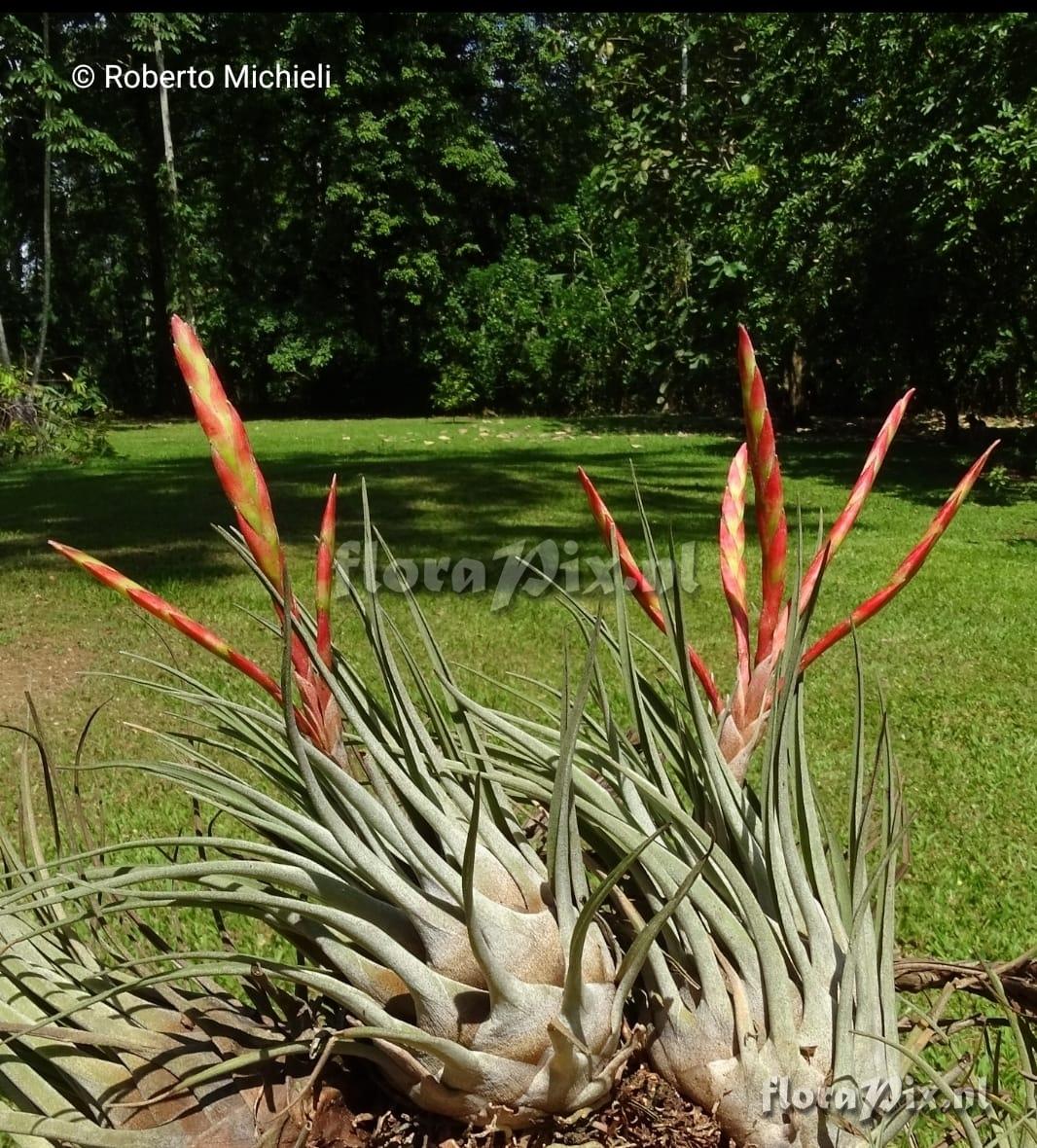 Tillandsia chontalensis