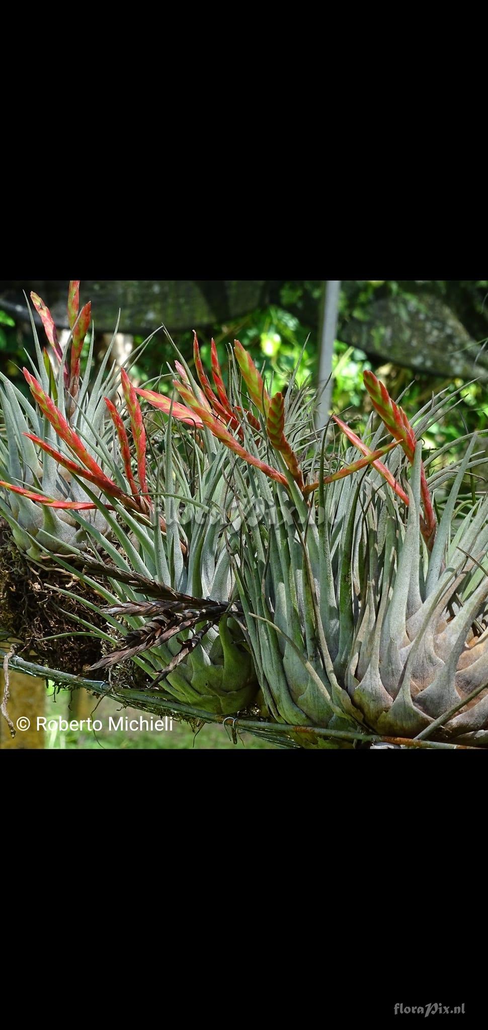 Tillandsia chontalensis