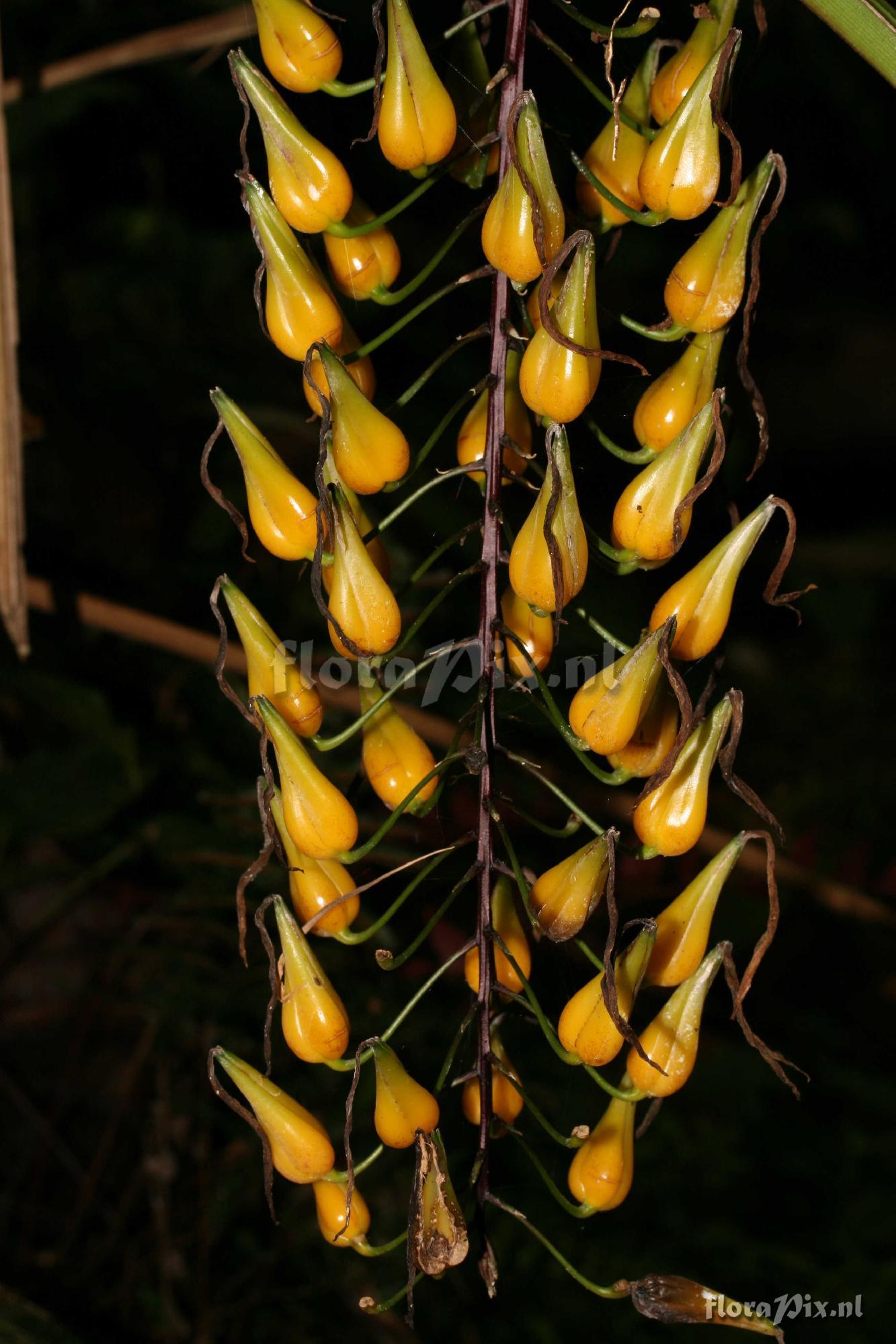 Pitcairnia sp.?