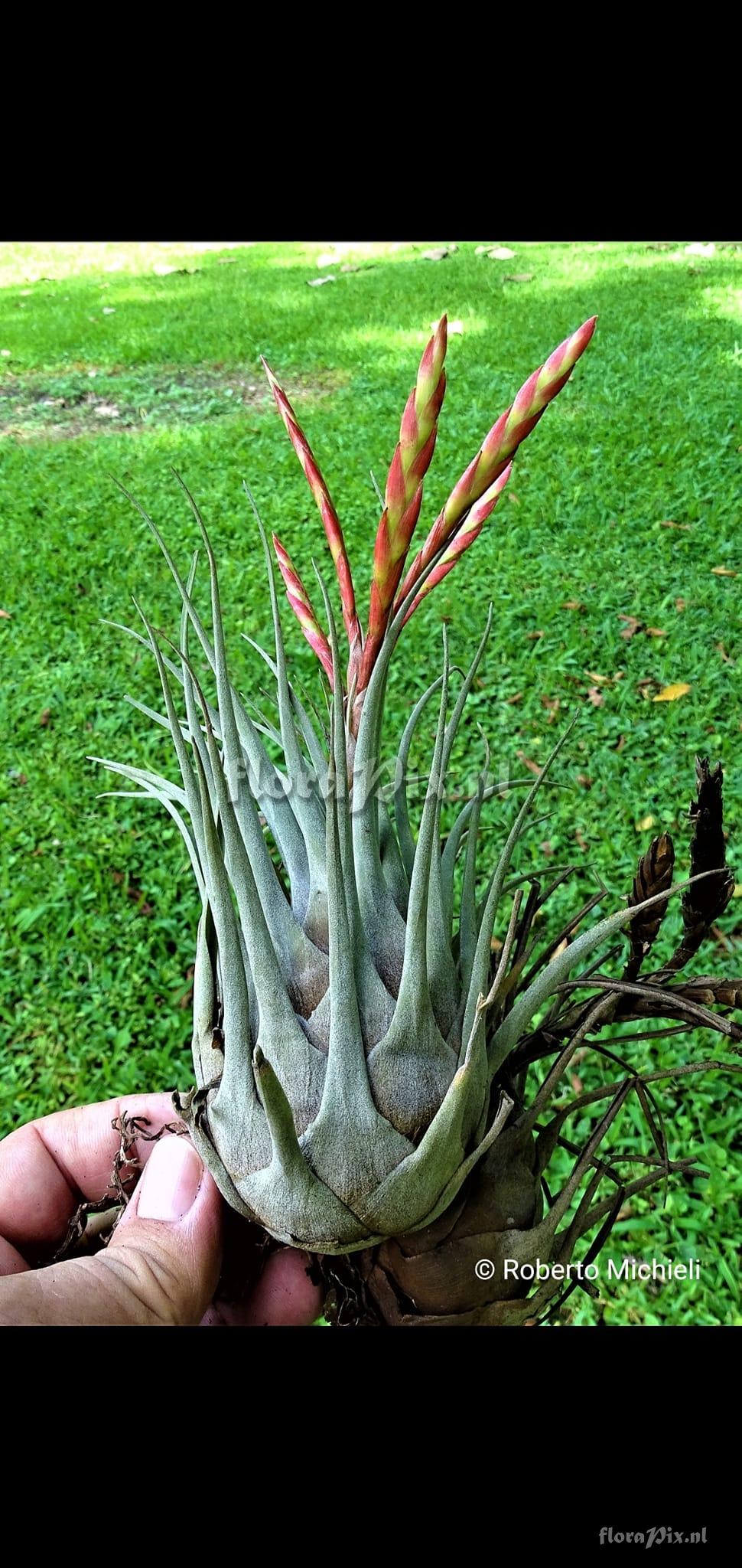 Tillandsia chontalensis