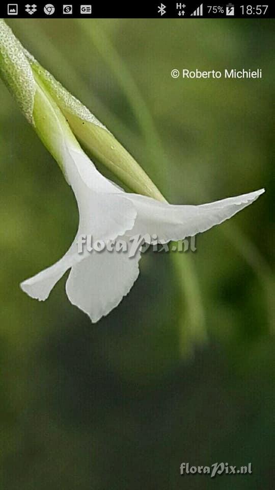 Tillandsia mallemontii