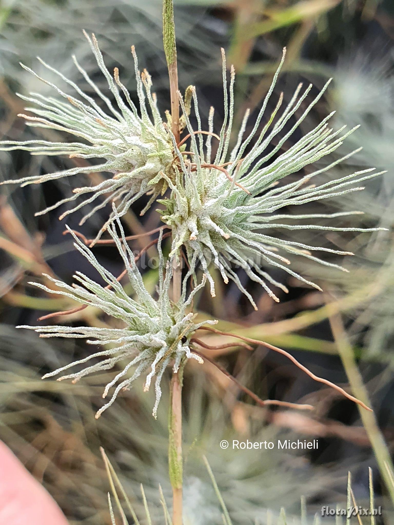 Tillandsia fuchsii forma gracilis