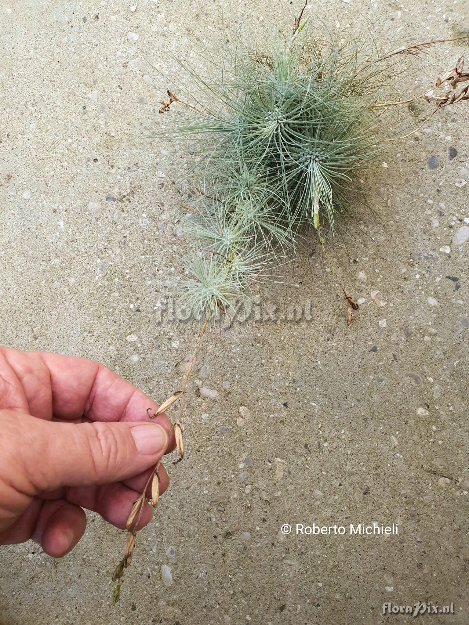 Tillandsia fuchsii forma gracilis