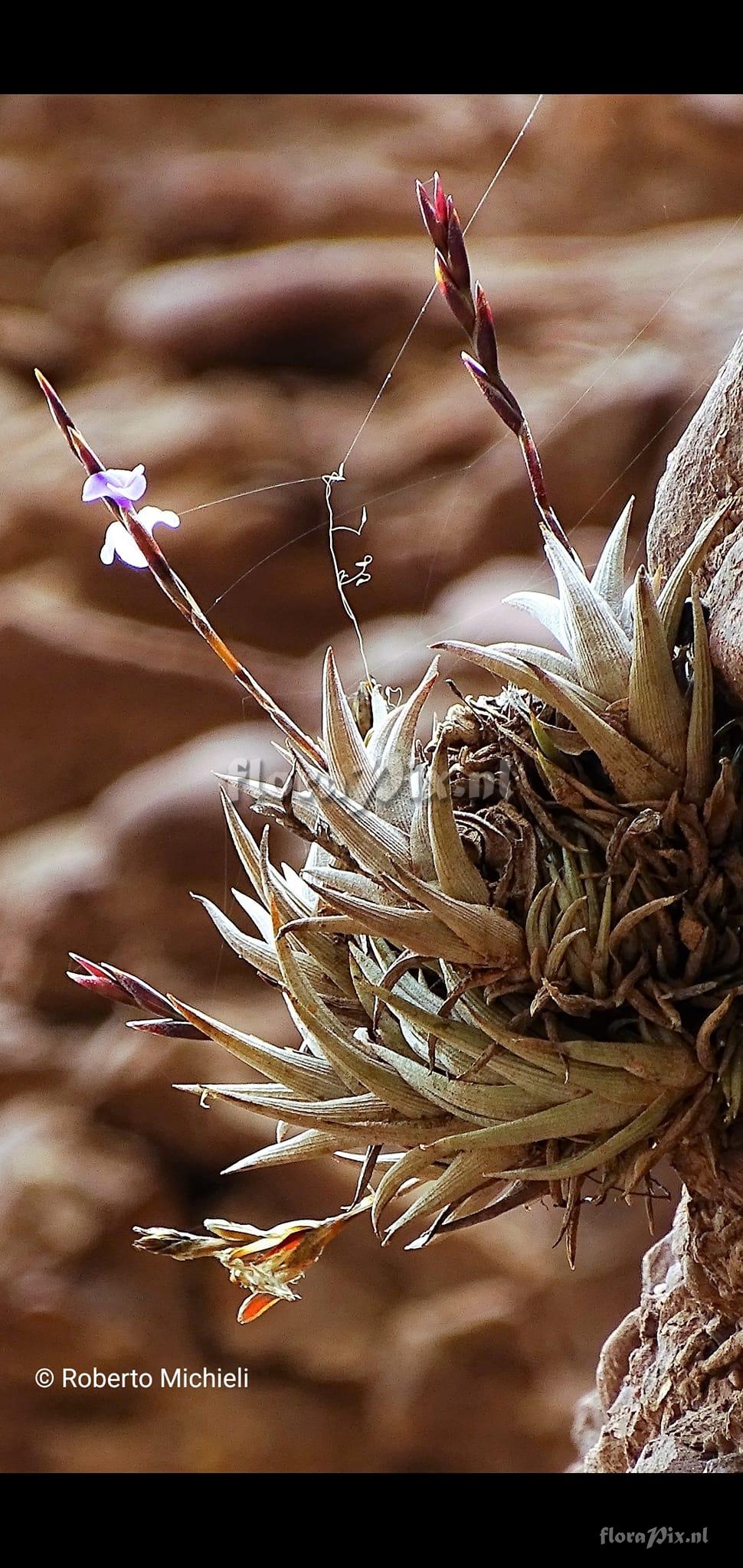 Tillandsia peiranoi