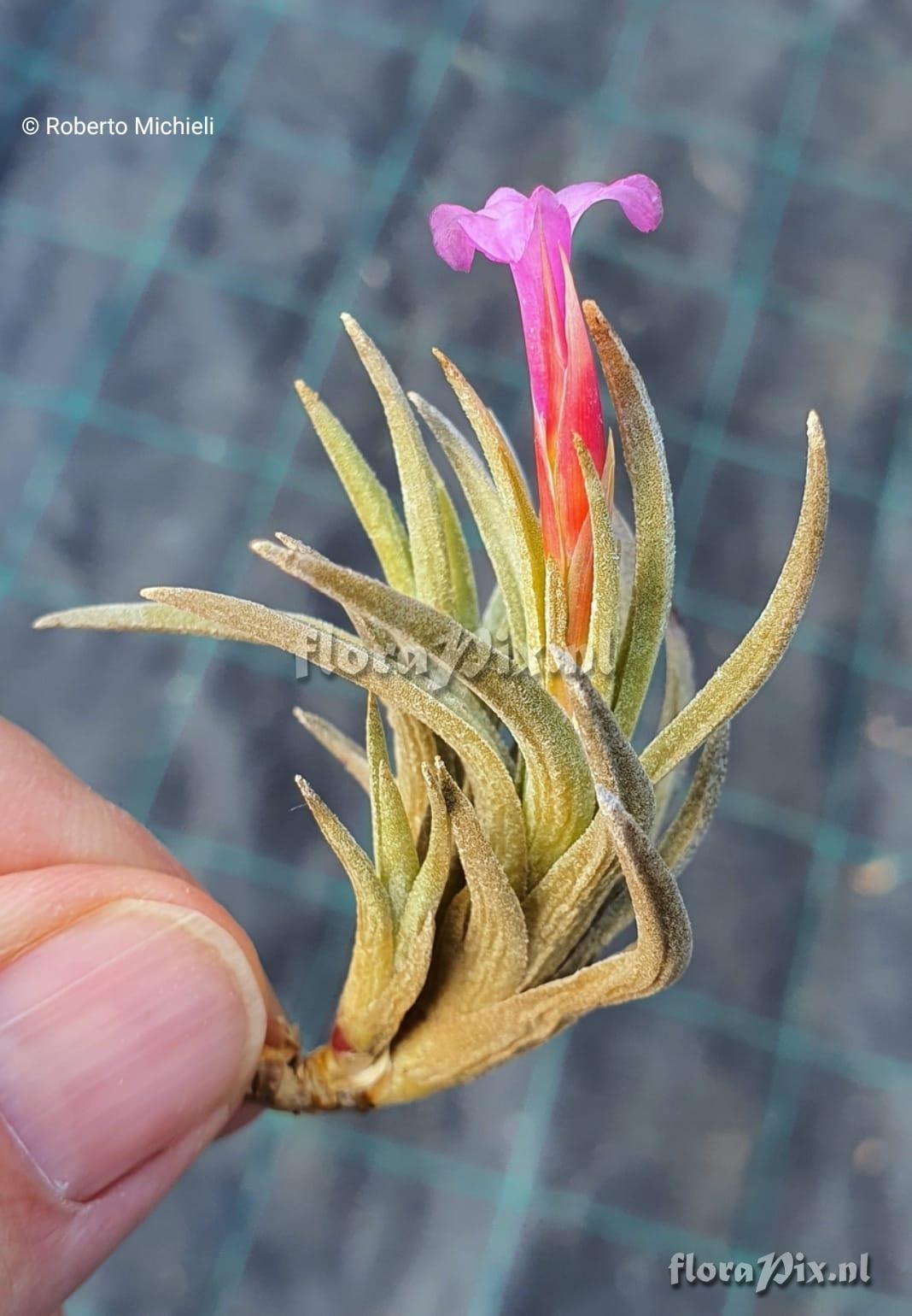 Tillandsia argentina