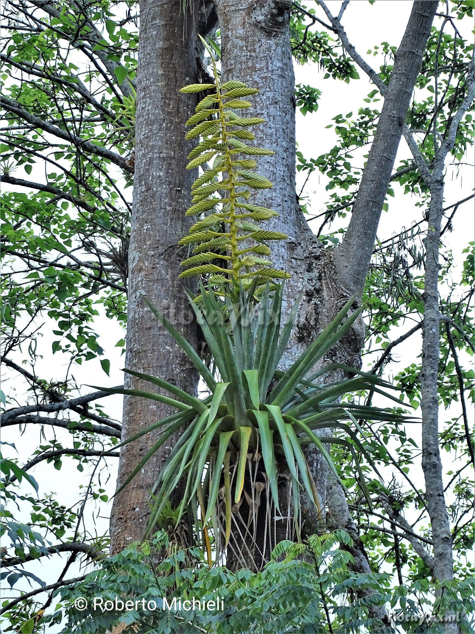 Tillandsia oerstediana