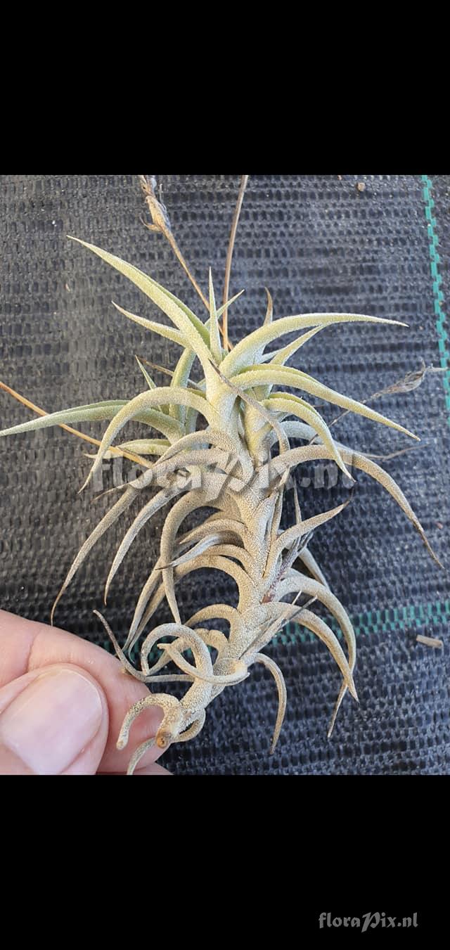 Tillandsia gilliesii subsp. polysticha