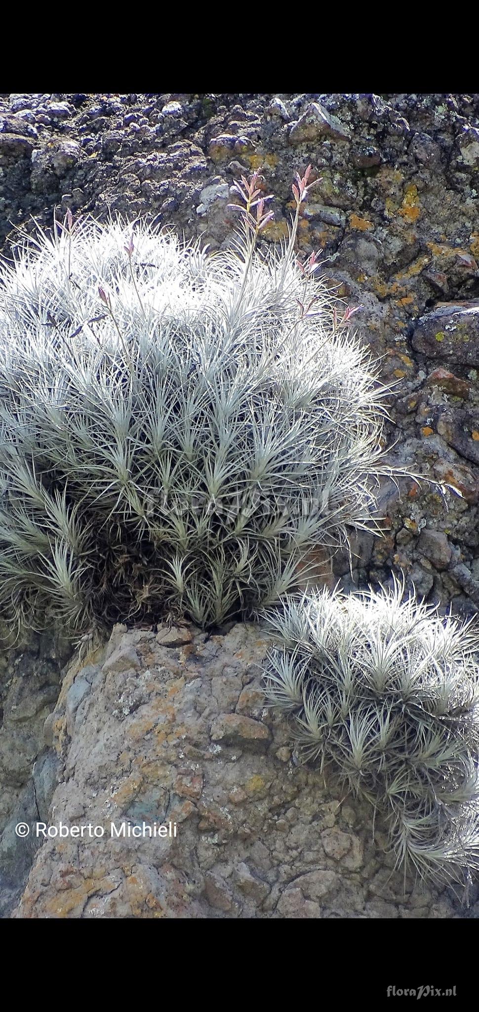 Tillandsia tectorum